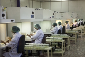 ingegneria genetica verde