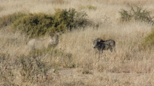 Namibia - N/a’an ku sê