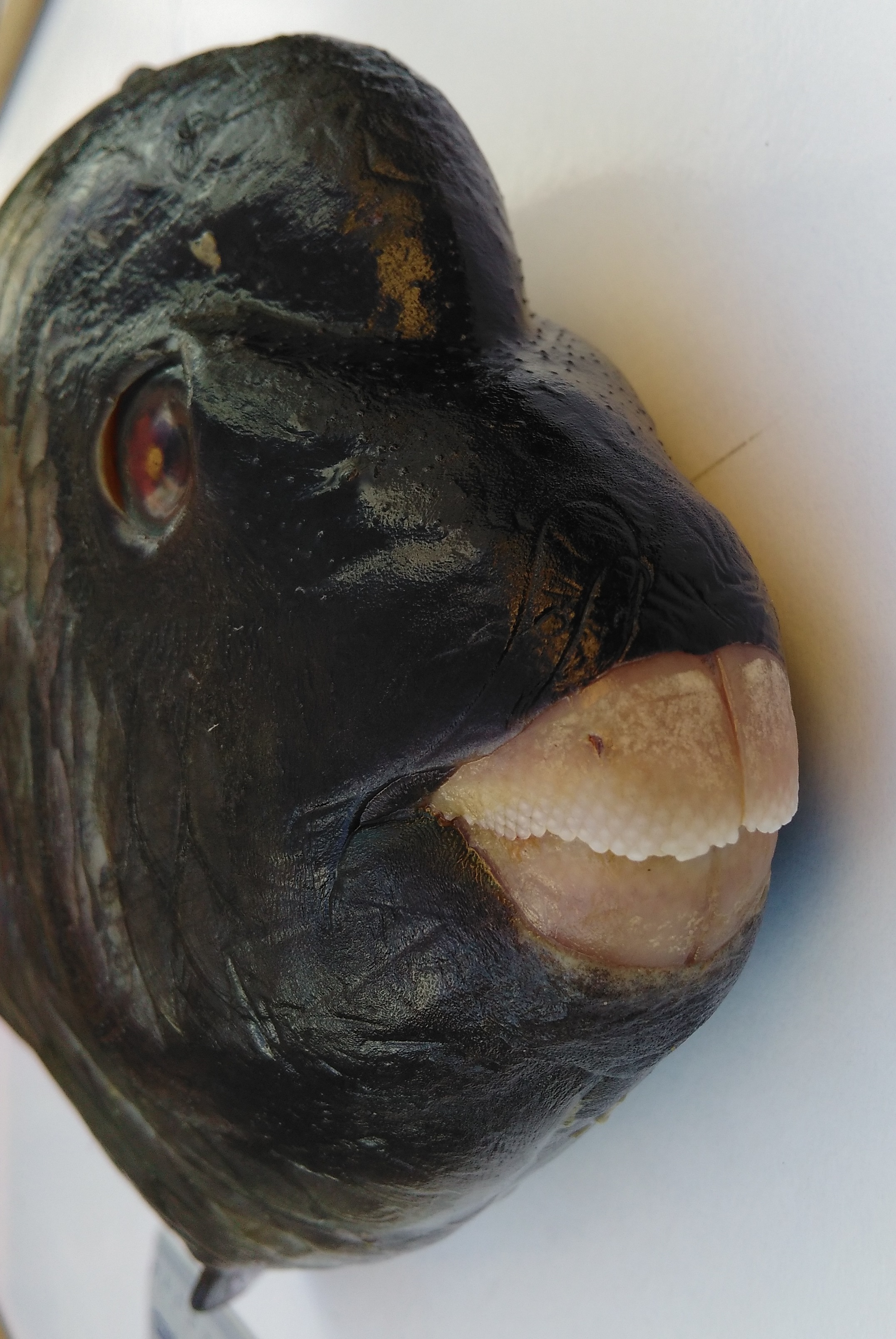 c-rhakoura-msnc-4547-2-003