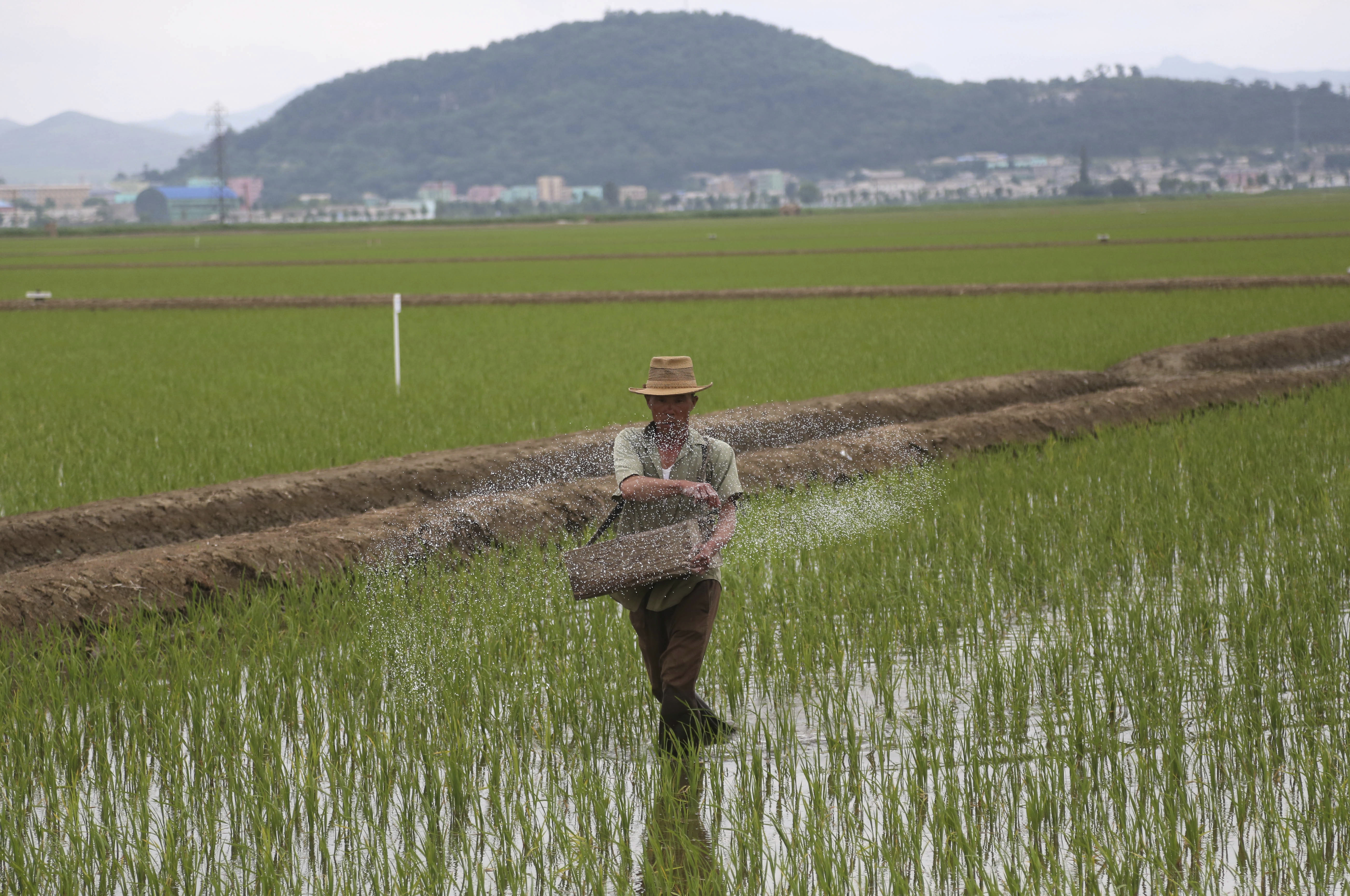 North Korea Photos Rice Farm