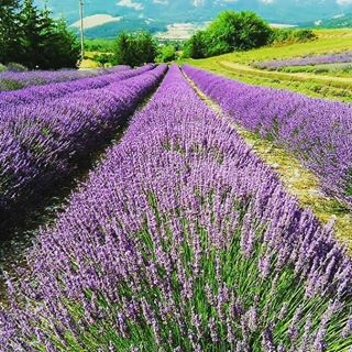 parco-lavanda-3