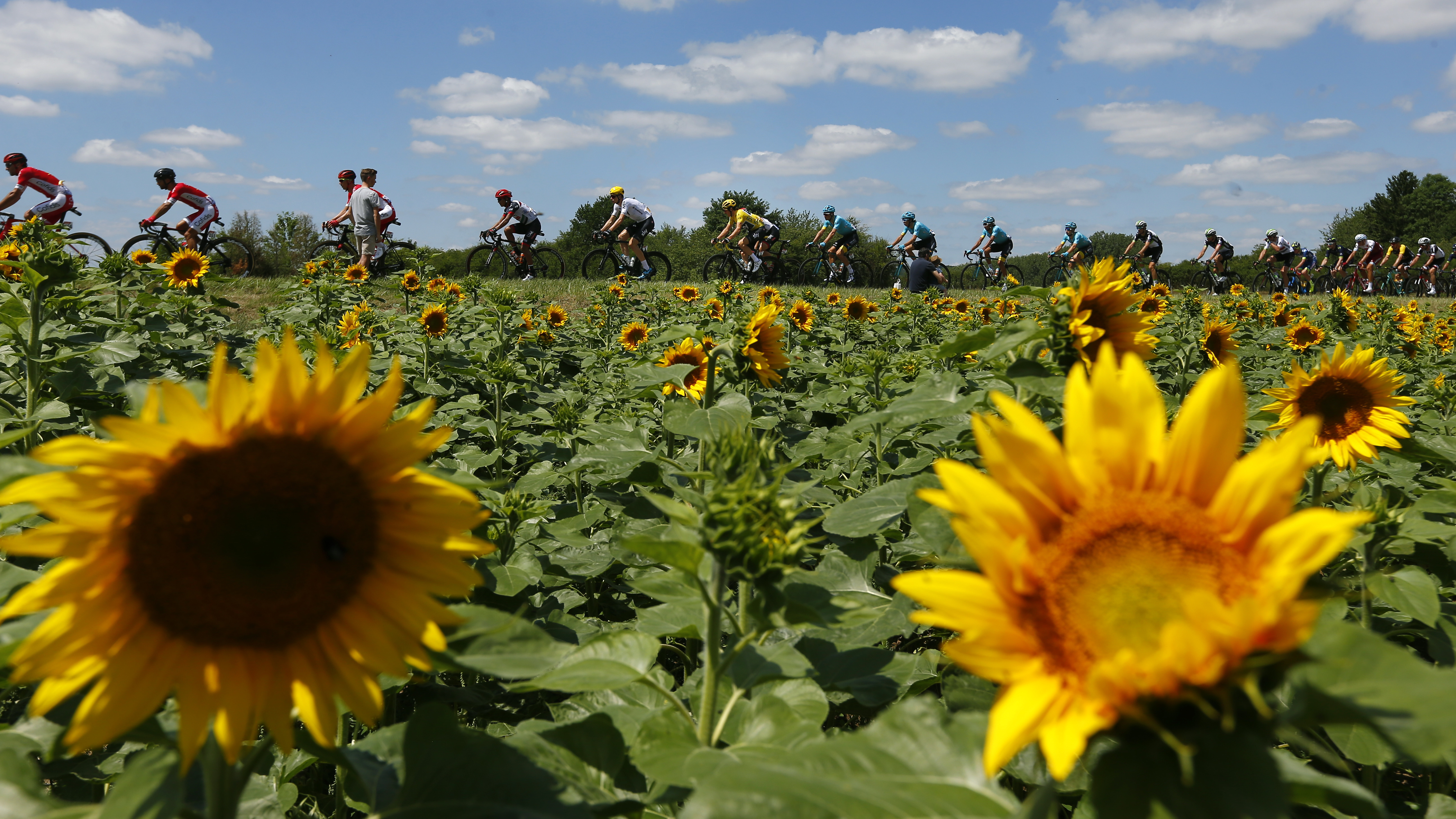 The pack with Britain's Geraint Thomas, wearing the overall leader's yellow jersey, center, passes a field of sunflowers during the fourth stage of the Tour de France cycling race over 207.5 kilometers (129 miles) with start in Mondorf-les-Bains, Luxembourg, and finish in Vittel, France, Tuesday, July 4, 2017. (AP Photo/Peter Dejong)