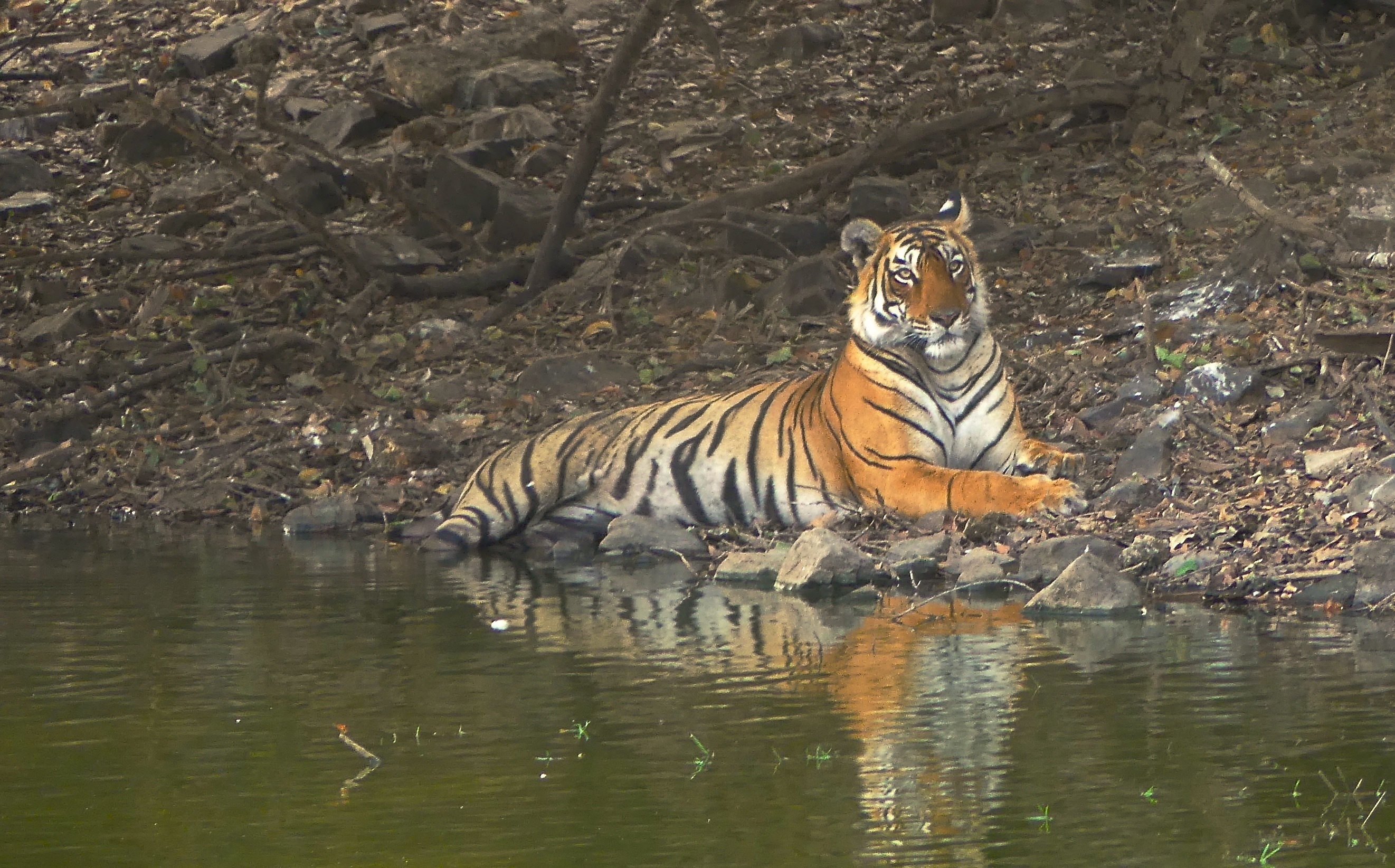 Tigre (parco nazionale di Ranthambore nell'India settentrionale)