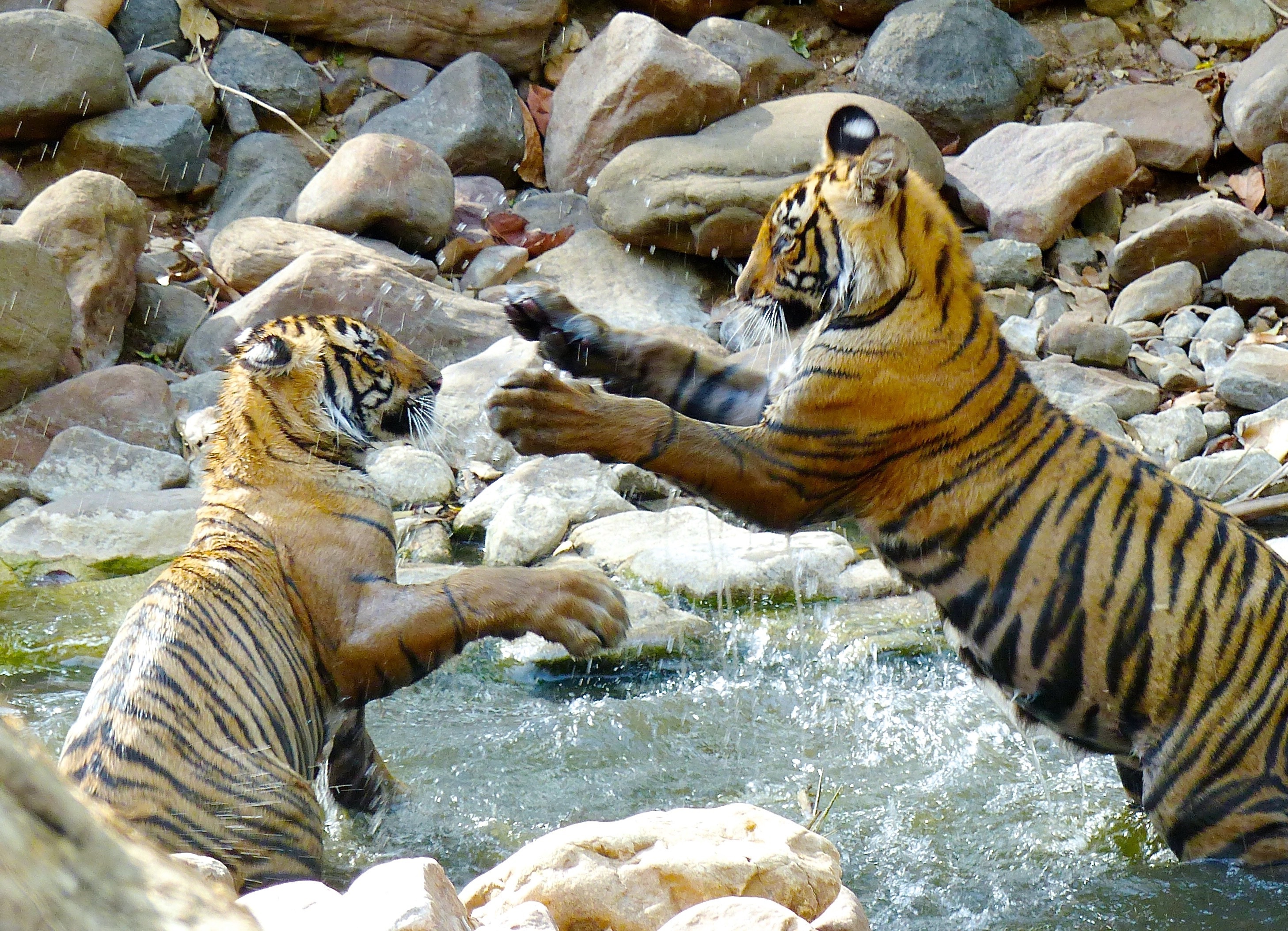Cuccioli di tigre di un anno giocano presso uno stagno del parco nazionale di Ranthambore nell'India settentrionale 