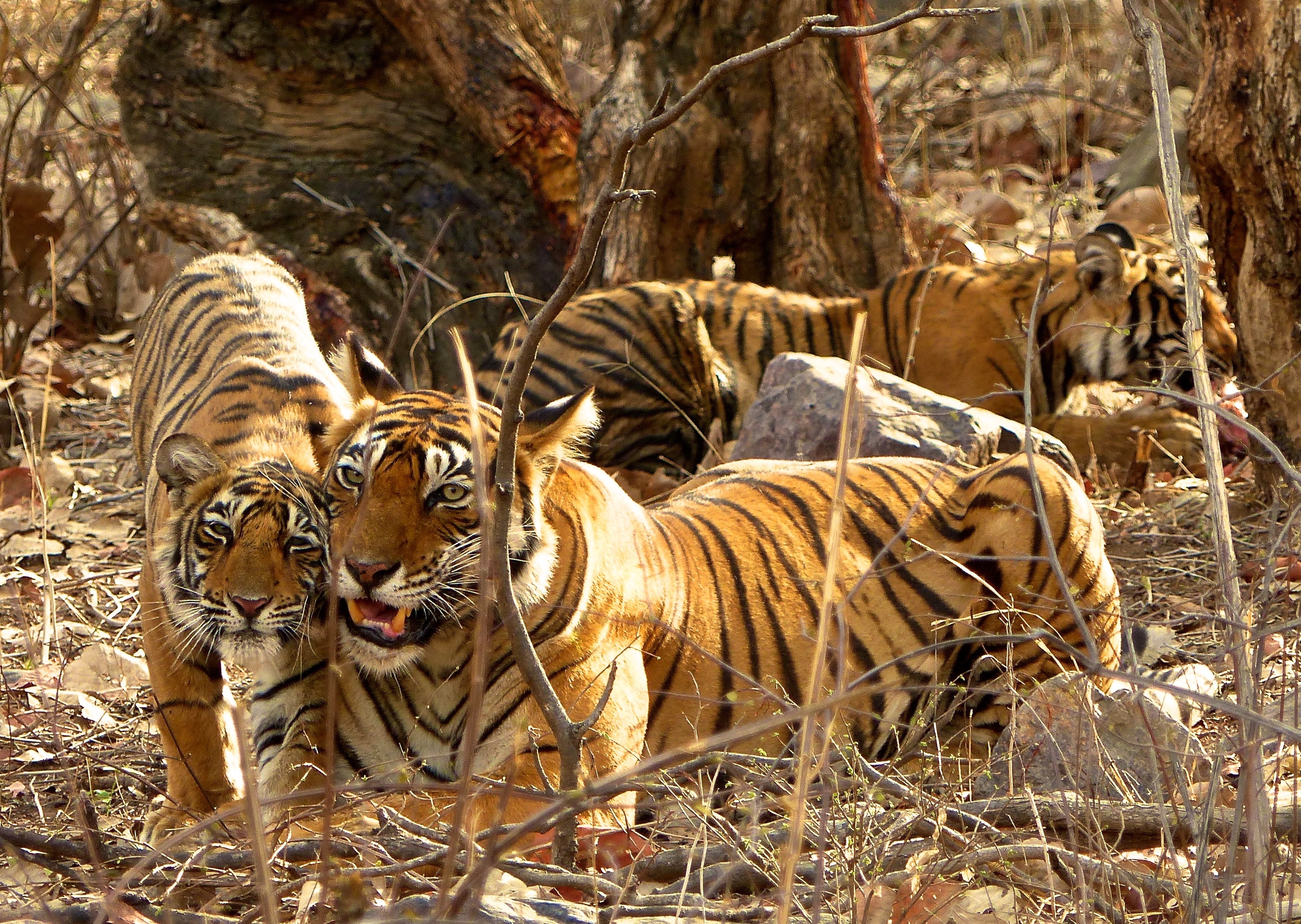 Cuccioli di tigre di un anno giocano presso uno stagno del parco nazionale di Ranthambore nell'India settentrionale 