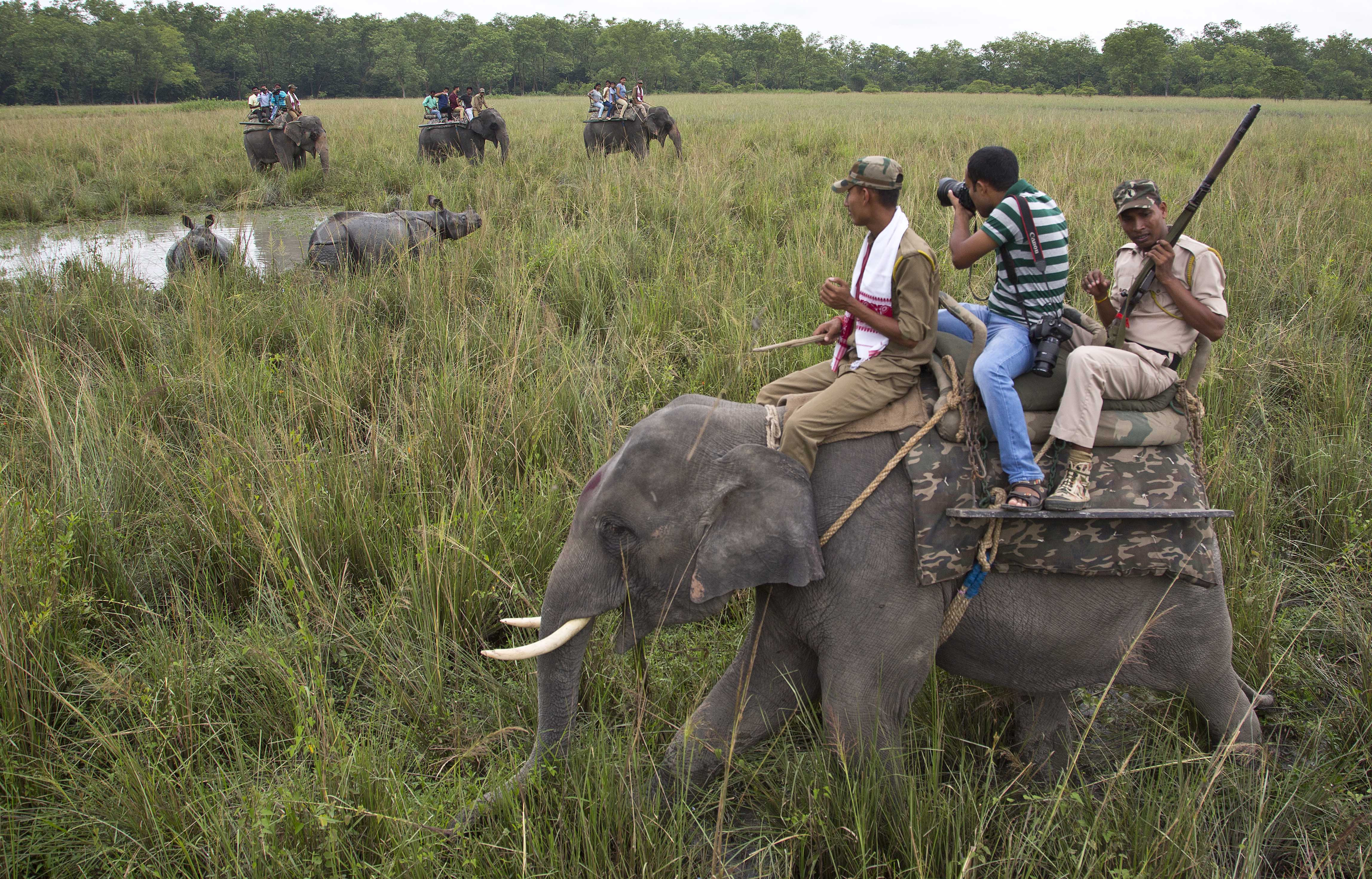 Elefanti (Pobitora Wildlife Sanctuary, nello stato di Assam in India)
