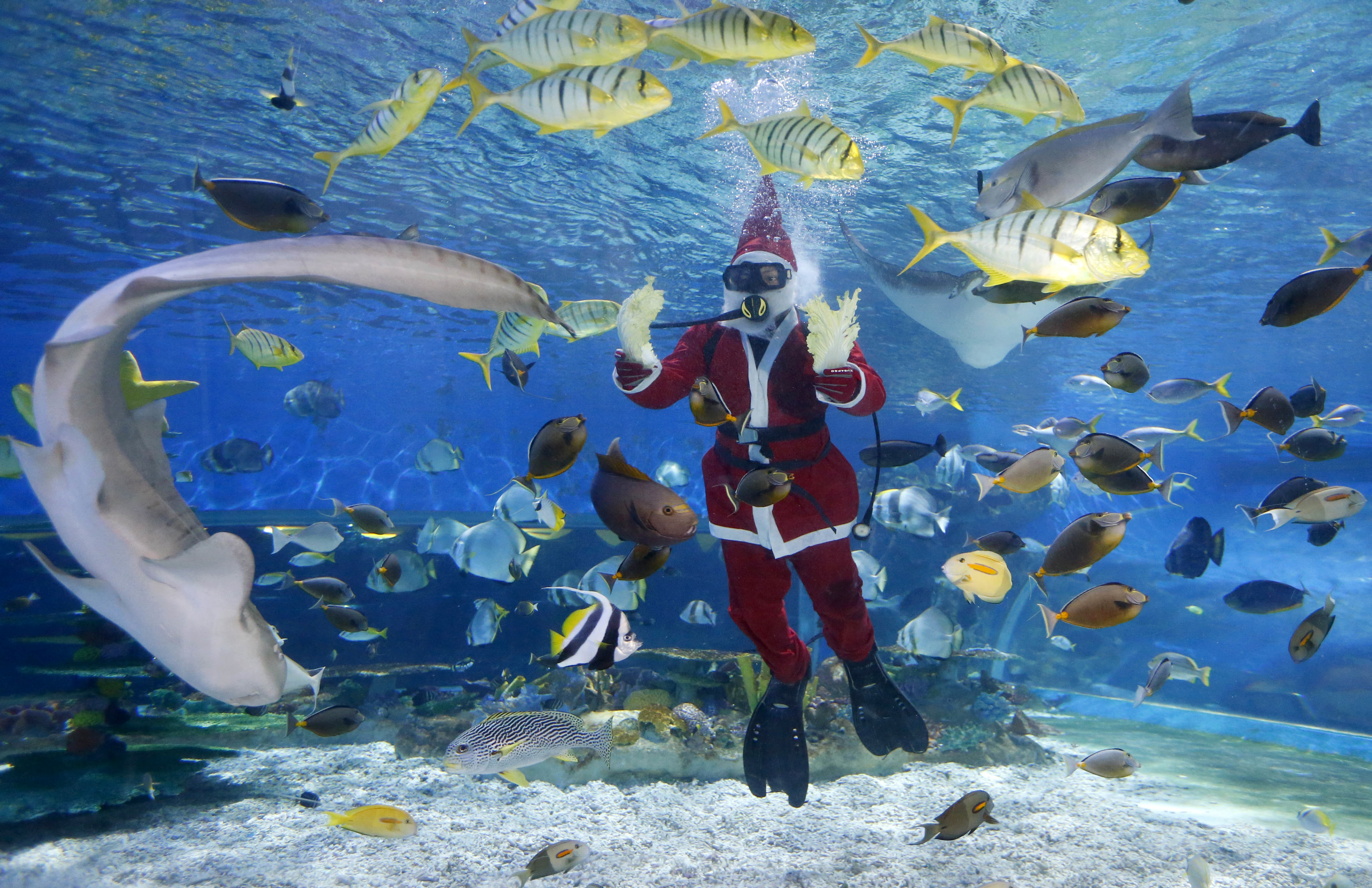 A diver dressed in a Santa costume, feeds grouper, stingrays, sharks and other fish at the Manila Ocean Park, the country's largest oceanarium, Friday, Dec. 15, 2017 in Manila, Philippines. With a few days left before Christmas, various malls and other business establishments come up with their own way of attracting patrons such as bazaars, Christmas displays and even free concerts. (AP Photo/Bullit Marquez)