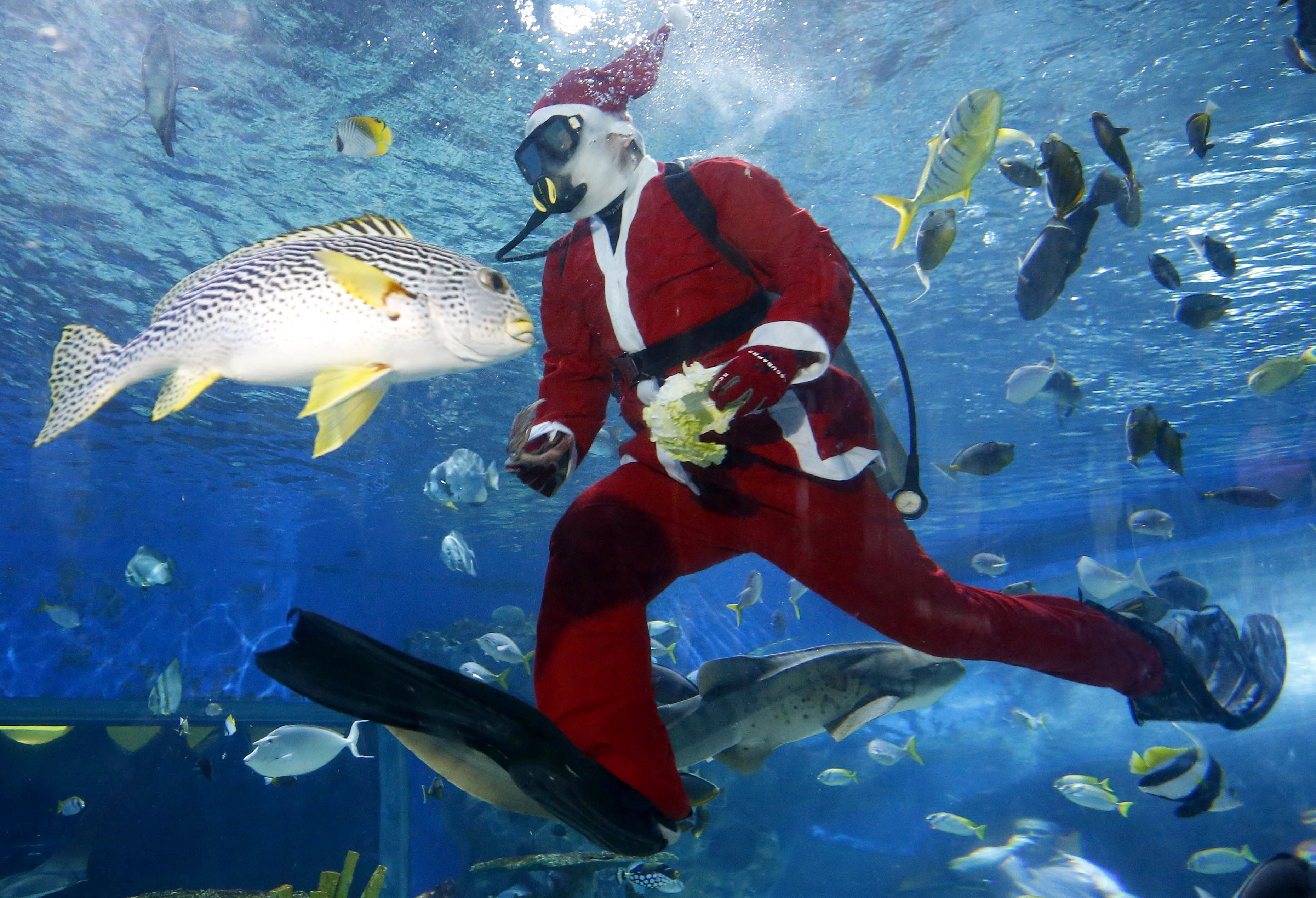 A diver dressed in a Santa costume feeds grouper, stingrays, sharks and other fish at the Manila Ocean Park, the country's largest oceanarium, Friday, Dec. 15, 2017 in Manila, Philippines. With a few days left before Christmas, various malls and other business establishments come up with their own way of attracting patrons such as bazaars, Christmas displays and even free concerts. (AP Photo/Bullit Marquez)