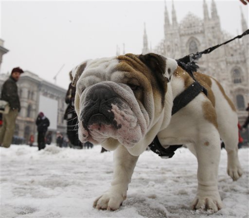 Un cane a Milano