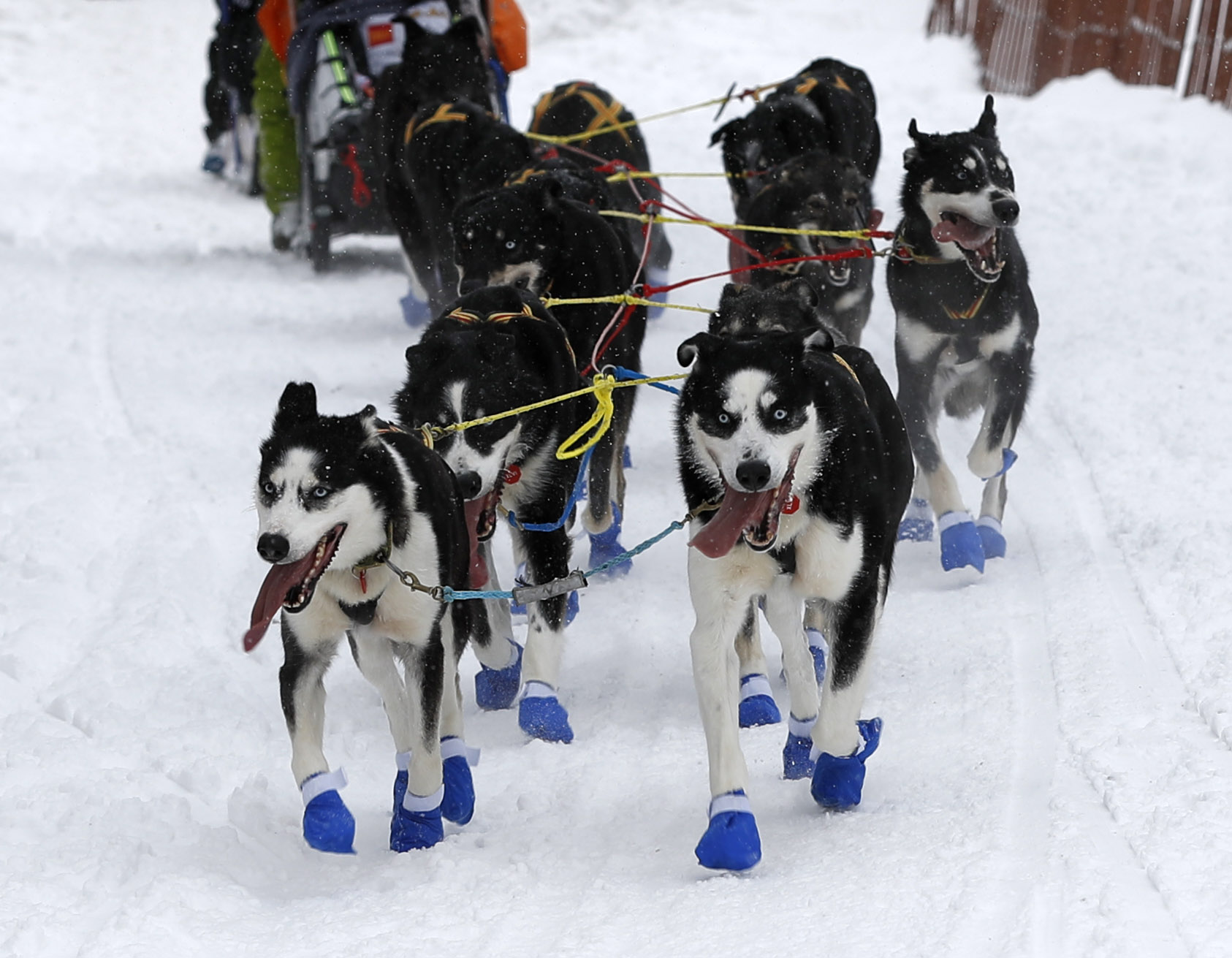 Iditarod Trail Sled Dog Race in Alaska 