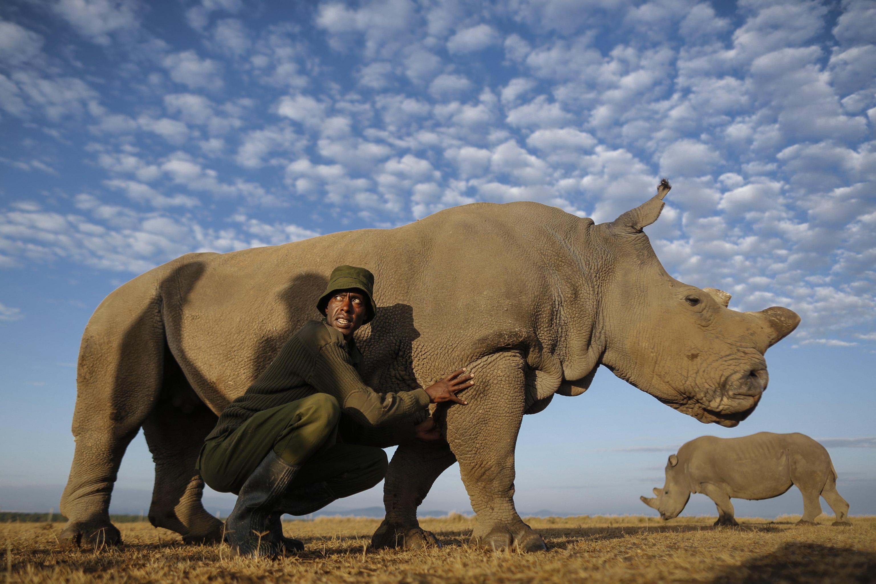 epa06615213 (FILE) - A rhino caretaker Mohammed Doyo caresses one of two surviving female northern white rhinos, Najin, at Ol Pejeta Conservancy near Nanyuki, some 200km north of Nairobi, Kenya, 18 February 2015 (reissued 20 March 2018). Ol Pejeta Conservancy, where the world's last surviving male northern whino rhino Sudan and two female northern white rhinos live,  announced on 20 March that forty five-year-old Sudan has died at the Conservancy on 19 March. Sudan was suffering from degenerative changes in muscles and bones combined with skin wounds so that the veterinary team had to make a decision to euthanize him, Ol Pejeta Conservancy said in a statement. With Sudan's death, the world is left with just two female nortthern whino rhinos.  EPA/DAI KUROKAWA