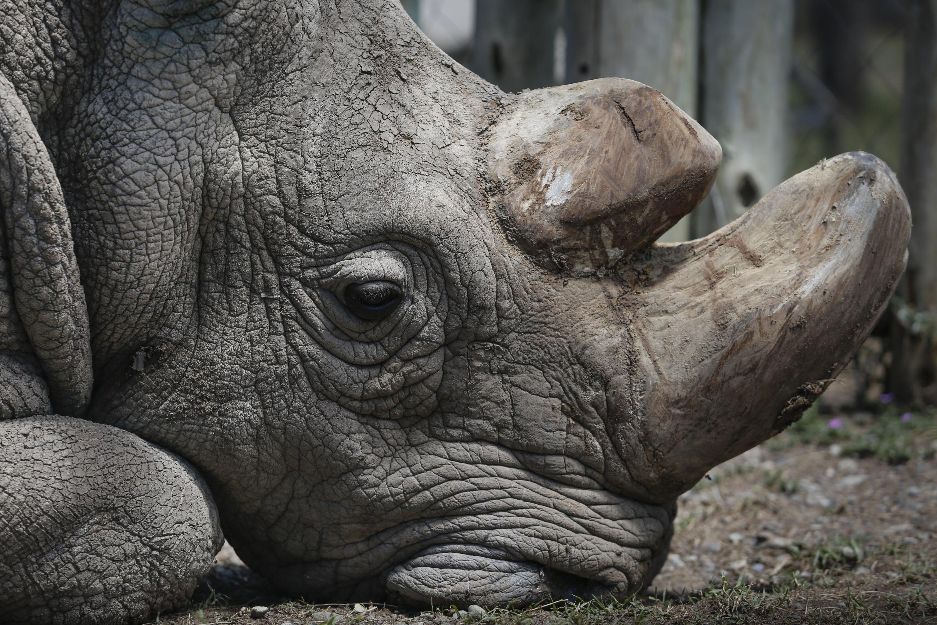 epa06615211 (FILE) - Forty three-year-old Sudan, the last surviving male northern white rhino on the planet, looks on at Ol Pejeta Conservancy near Nanyuki, some 200 kilometers north of Nairobi, Kenya, 03 May 2017 (reissued 20 March 2018). Ol Pejeta Conservancy, where Sudan and the world's last two female northern white rhinos live, announced on 20 March that forty five-year-old Sudan has died at the Conservancy on 19 March. Sudan was suffering from degenerative changes in muscles and bones combined with skin wounds so that the veterinary team had to make a decision to euthanize him, Ol Pejeta Conservancy said in a statement. With Sudan's death, the world is left with just two female nortthern whino rhinos.  EPA/DAI KUROKAWA