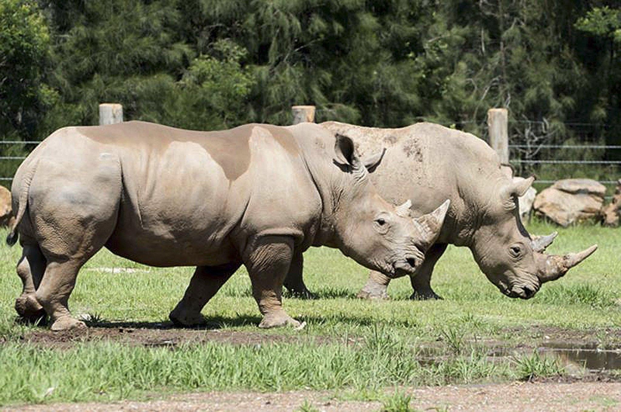 epa06414028 An undated handout photo made available by Mogo Zoo on 03 January 2018 shows Kei, a male southern white rhino at Mogo Zoo, south of Batemans Bay, New South Wales, Australia. A 47-year-old senior zookeeper suffered a serious arm wound on 02 January 2018, after she was reportedly gored by Kei, a southern white rhino, at Mogo Zoo south of Batemans Bay, according to media reports. The woman was completing a routine procedure when she was injured, Mogo Zoo said in a statement.  EPA/MOGO ZOO HANDOUT -- BEST QUALITY AVAILABLE -- AUSTRALIA AND NEW ZEALAND OUT HANDOUT EDITORIAL USE ONLY/NO SALES