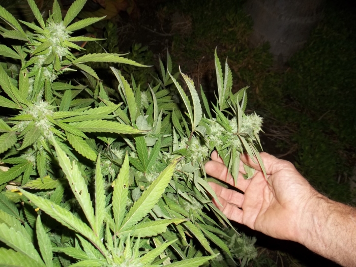 pianta di cannabis