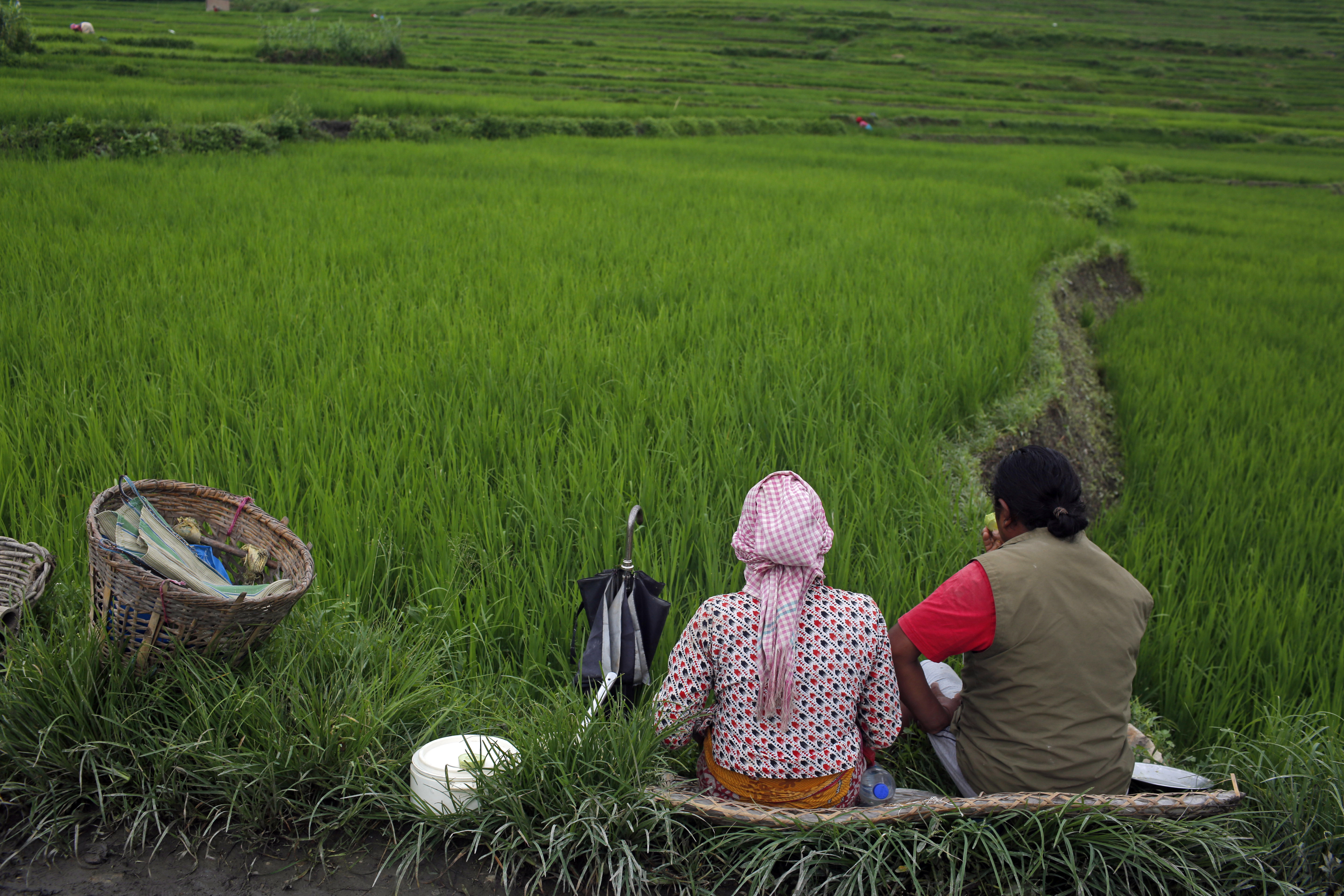 A Nepalese farmer couple eat their lunch while they take a break while working in a paddy field in Khokana, Lalitpur, Nepal, Wednesday, July 26, 2017. Agriculture is the main source of income and employment for most people in Nepal, and rice is one of the main crops. (AP Photo/Niranjan Shrestha)