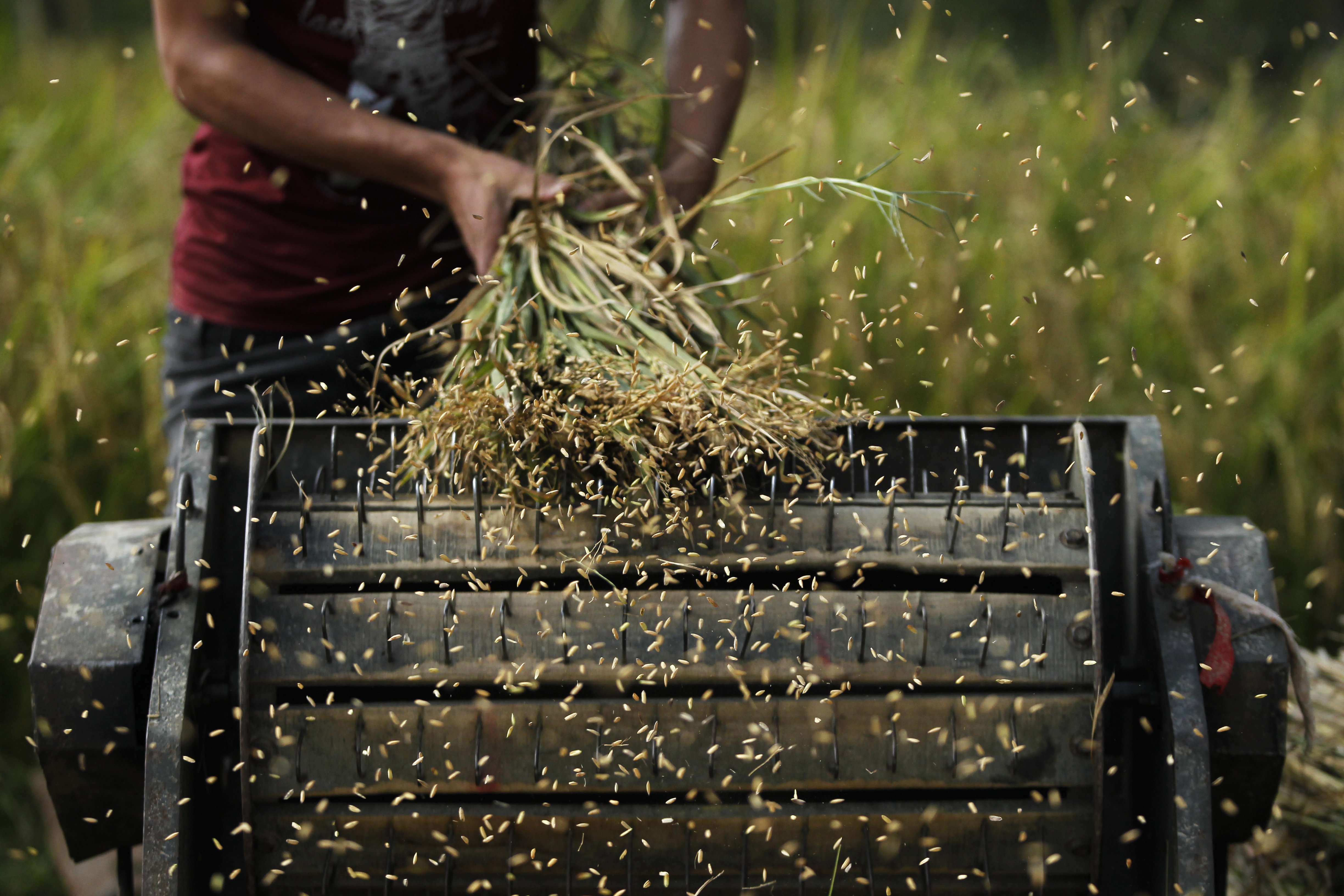 A Nepalese farmer thrashes paddy after harvesting it in Chaukot, Kavre District, Nepal, Monday, Oct. 23, 2017.  Agriculture is the main source of food, income, and employment for the majority of people in Nepal. (AP Photo/Niranjan Shrestha)