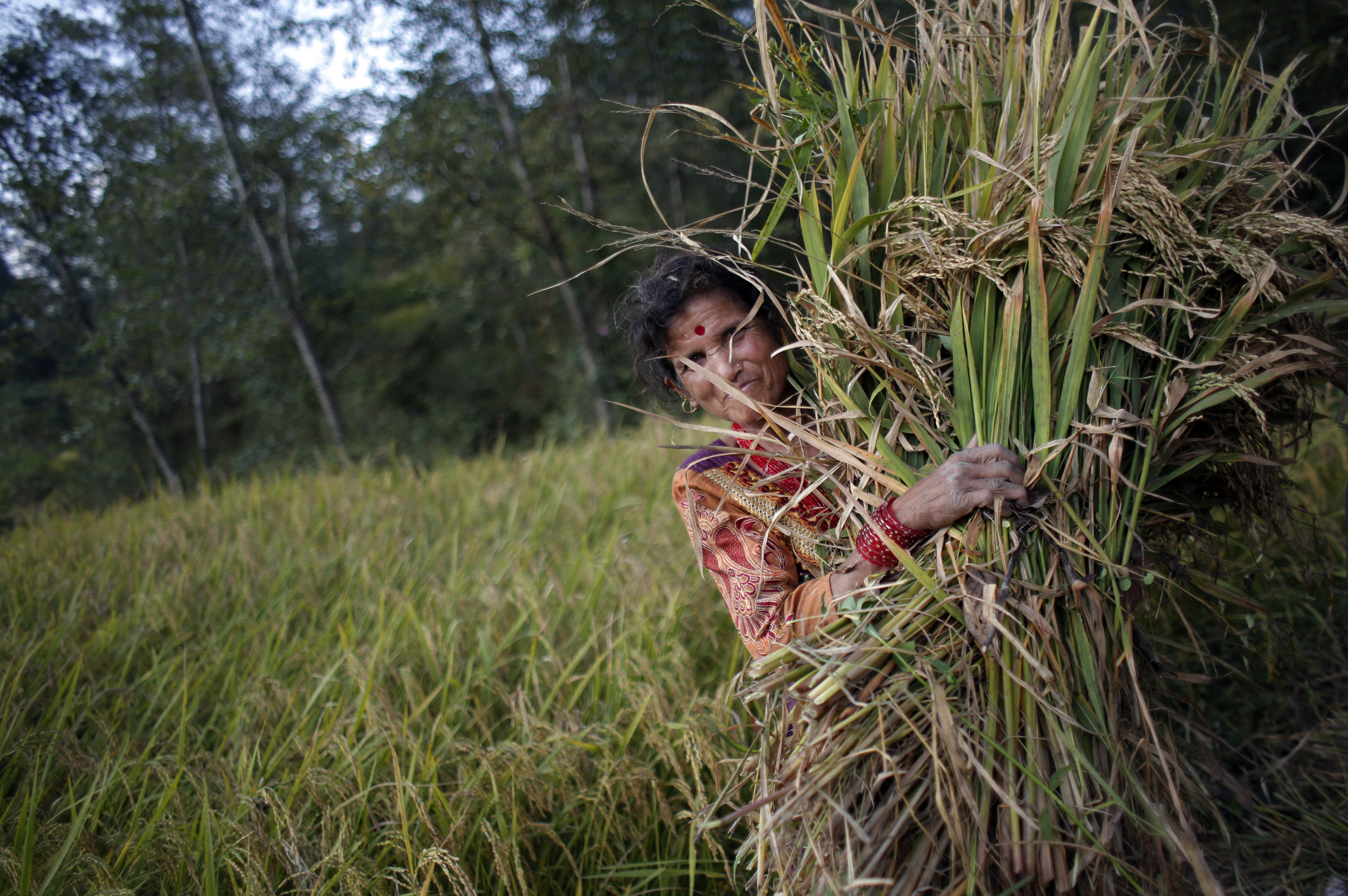 Contadini in Nepal (AP Photo/Niranjan Shrestha)