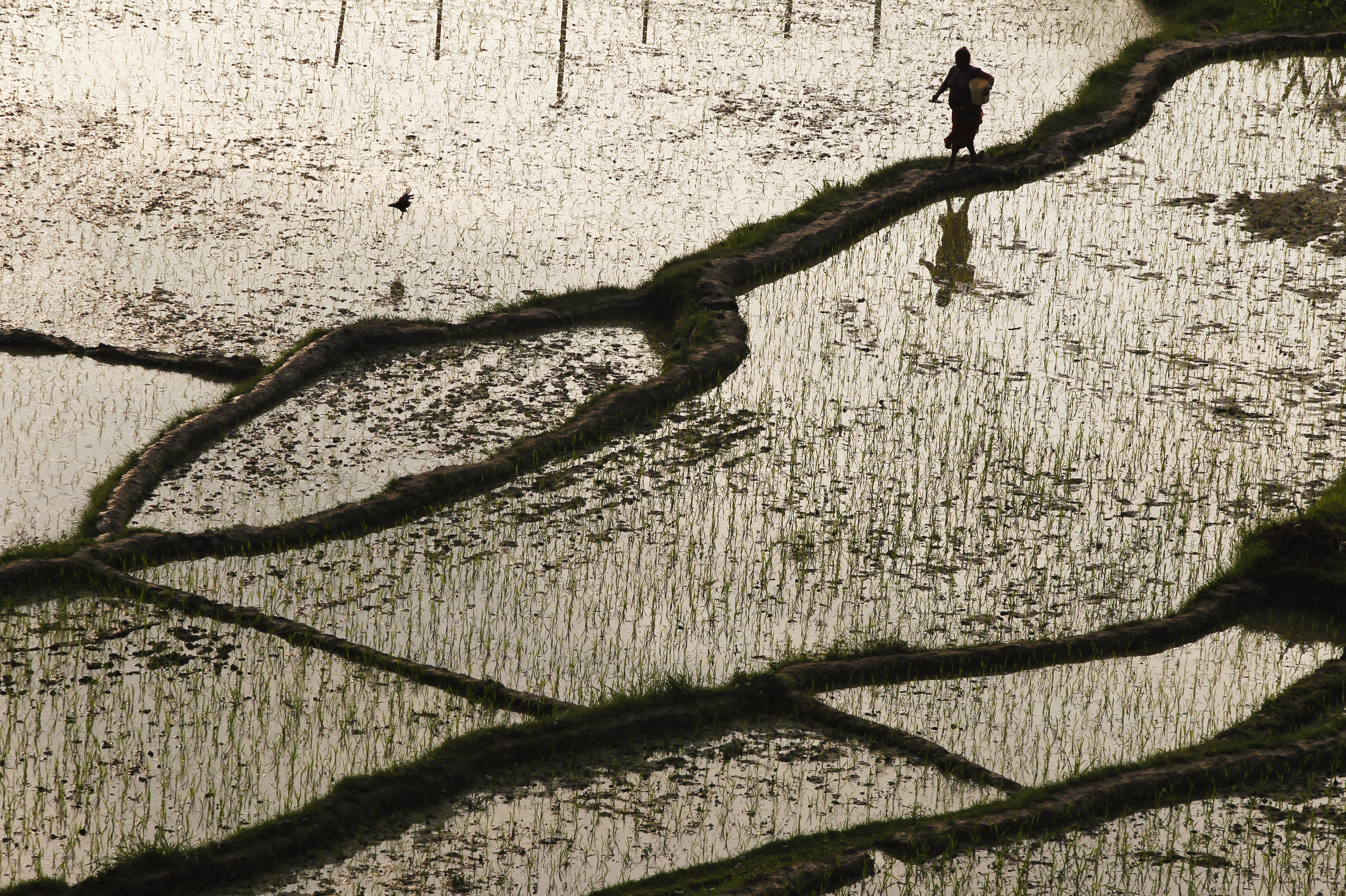 A Nepalese farmer walks through a paddy field in Kathmandu, Nepal, Tuesday, June 26, 2018. Agriculture is the main source of income and employment for most people in Nepal, and rice is one of the main crops. (AP Photo/Niranjan Shrestha)