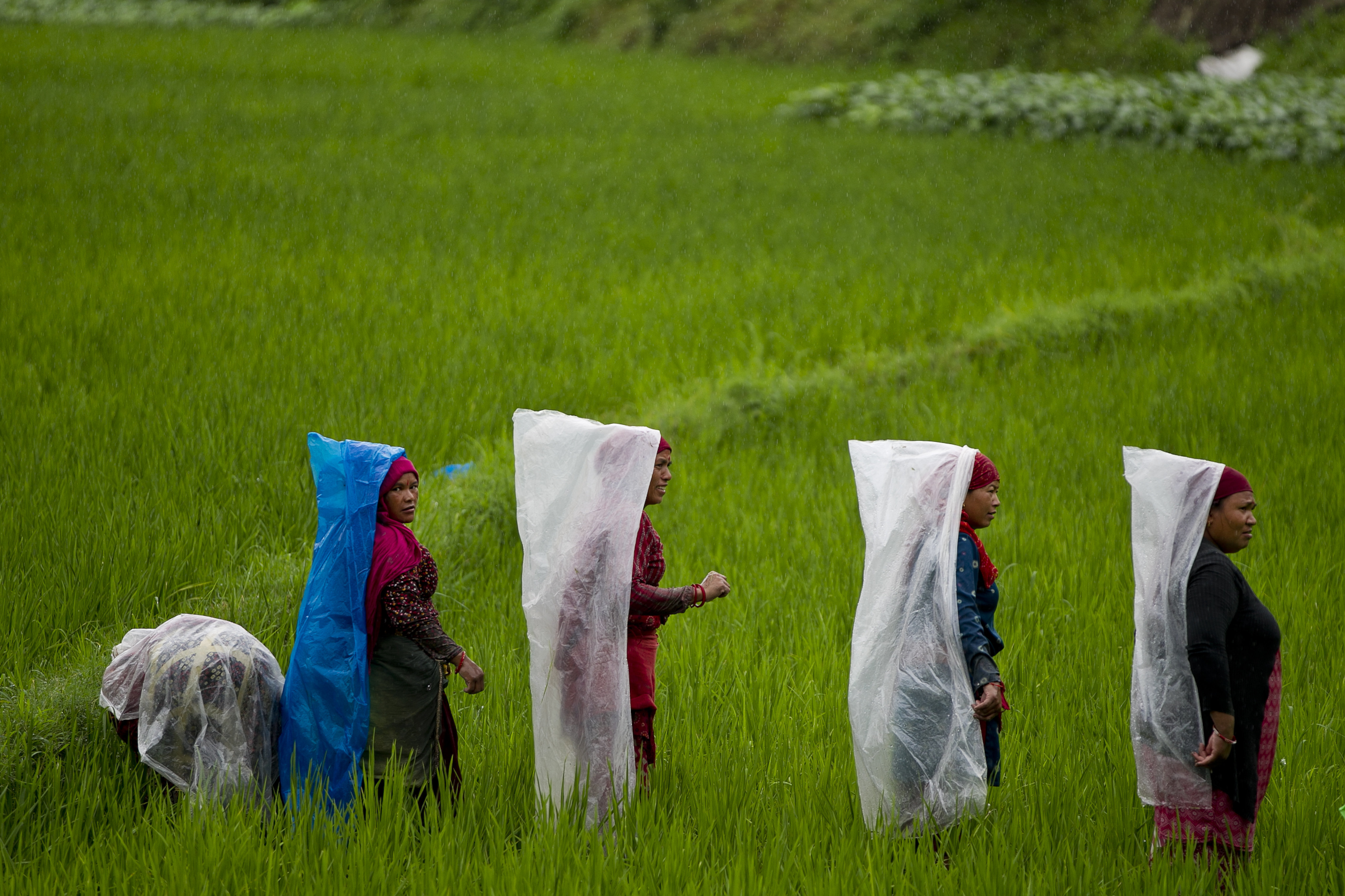 Nepalese farmers cover themselves with plastic sheets as they work in a paddy field during a drizzle in Kathmandu, Nepal, Monday, July 2, 2018. Agriculture is the main source of income and employment for most people in Nepal, and rice is one of the main crops. (AP Photo/Niranjan Shrestha)