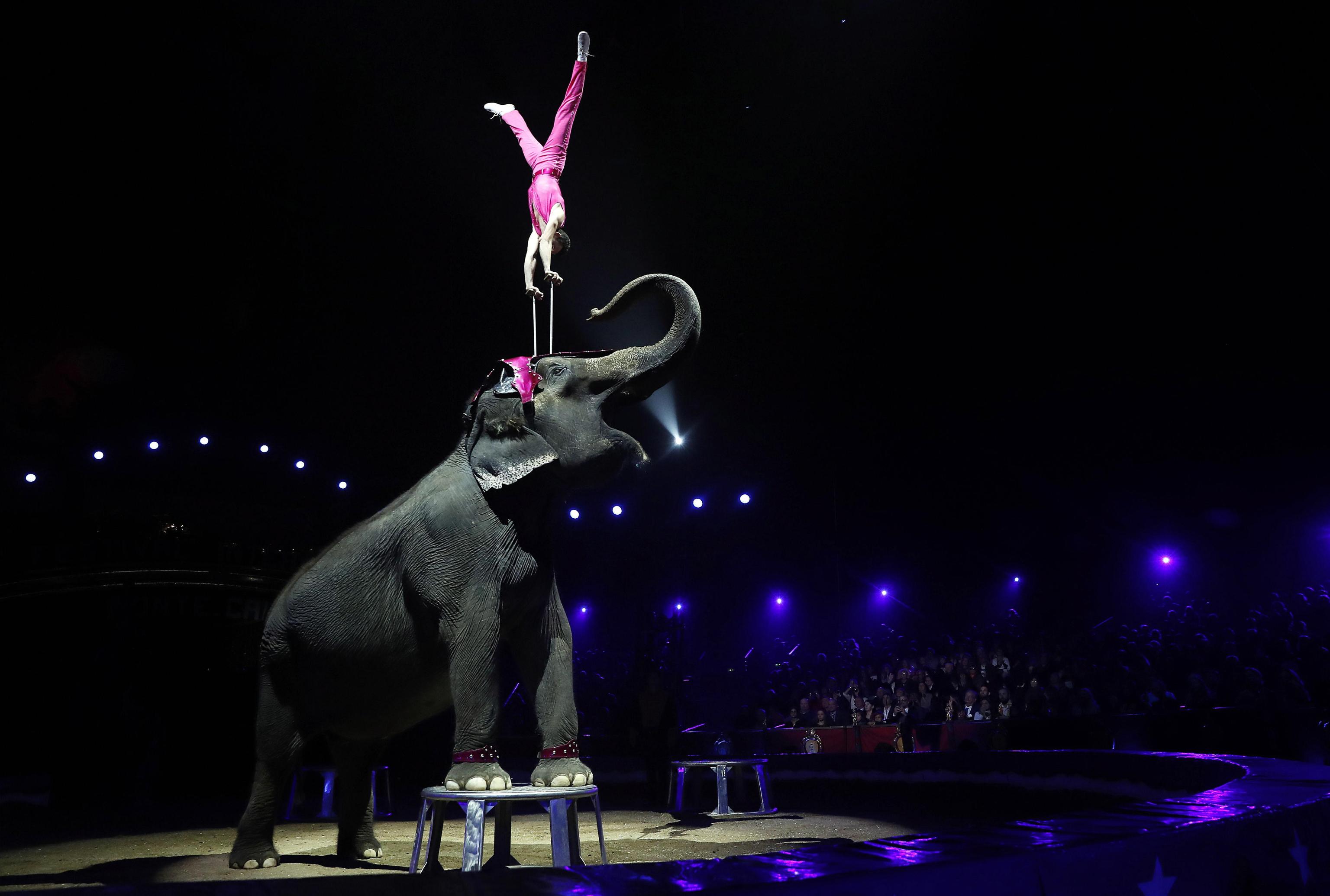 epa07294685 Joy Gartner Family member and his elephant performs during the opening ceremony of the 43rd Monte-Carlo International Circus Festival in Monaco, 17 January 2019. The festival runs from 17 to 27 January.  EPA/SEBASTIEN NOGIER / POOL