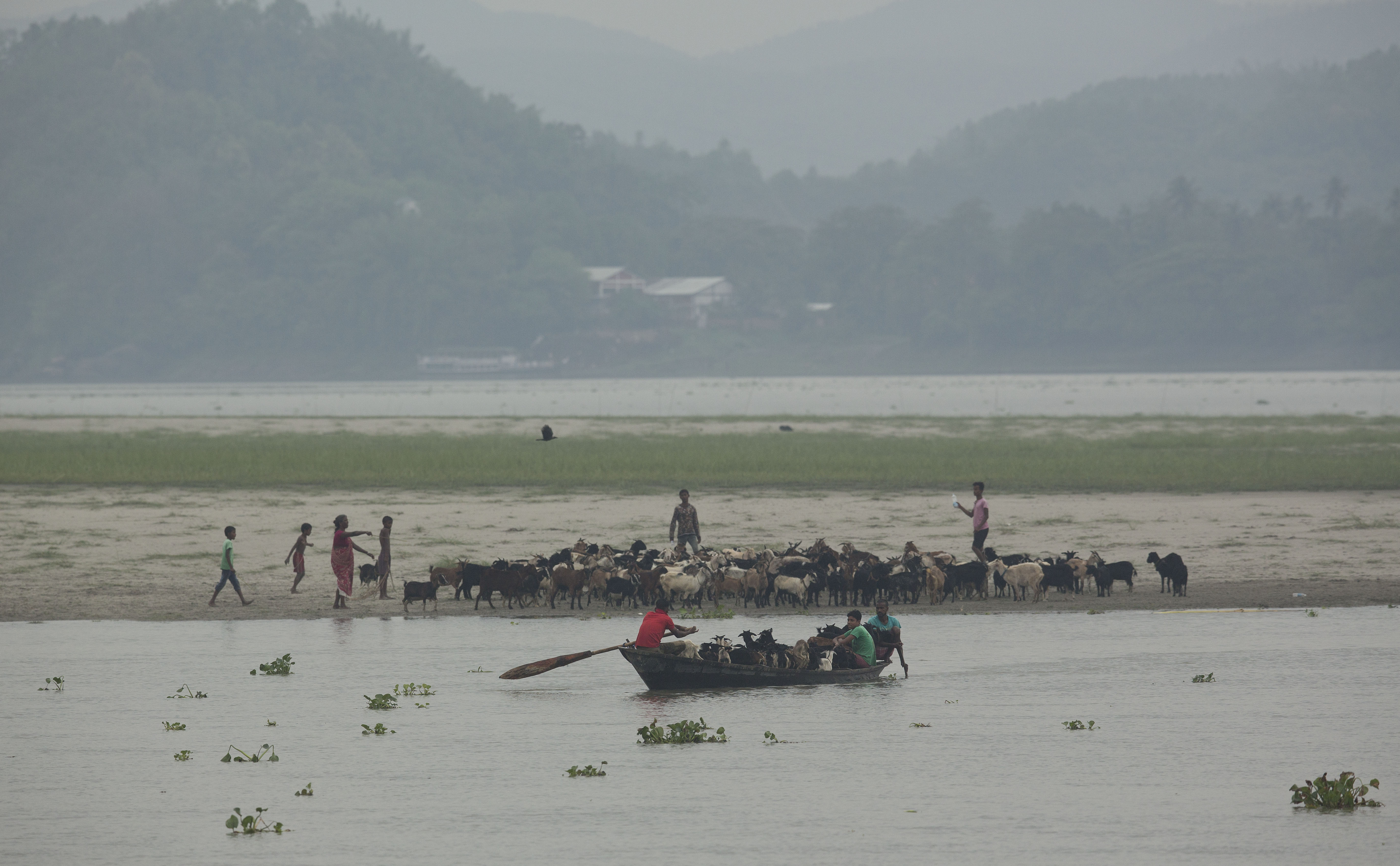 Locals shift their goats in a country boat to safer places after Cyclone Fani hit the coastal eastern state of Odisha, in river Brahmaputra in Gauhati, India, Friday, May 3, 2019. Cyclone Fani tore through India's eastern coast on Friday as a grade 5 storm, lashing beaches with rain and winds gusting up to 205 kilometers (127 miles) per hour and affecting weather as far away as Mount Everest as it approached the former imperial capital of Kolkata. (AP Photo/Anupam Nath)