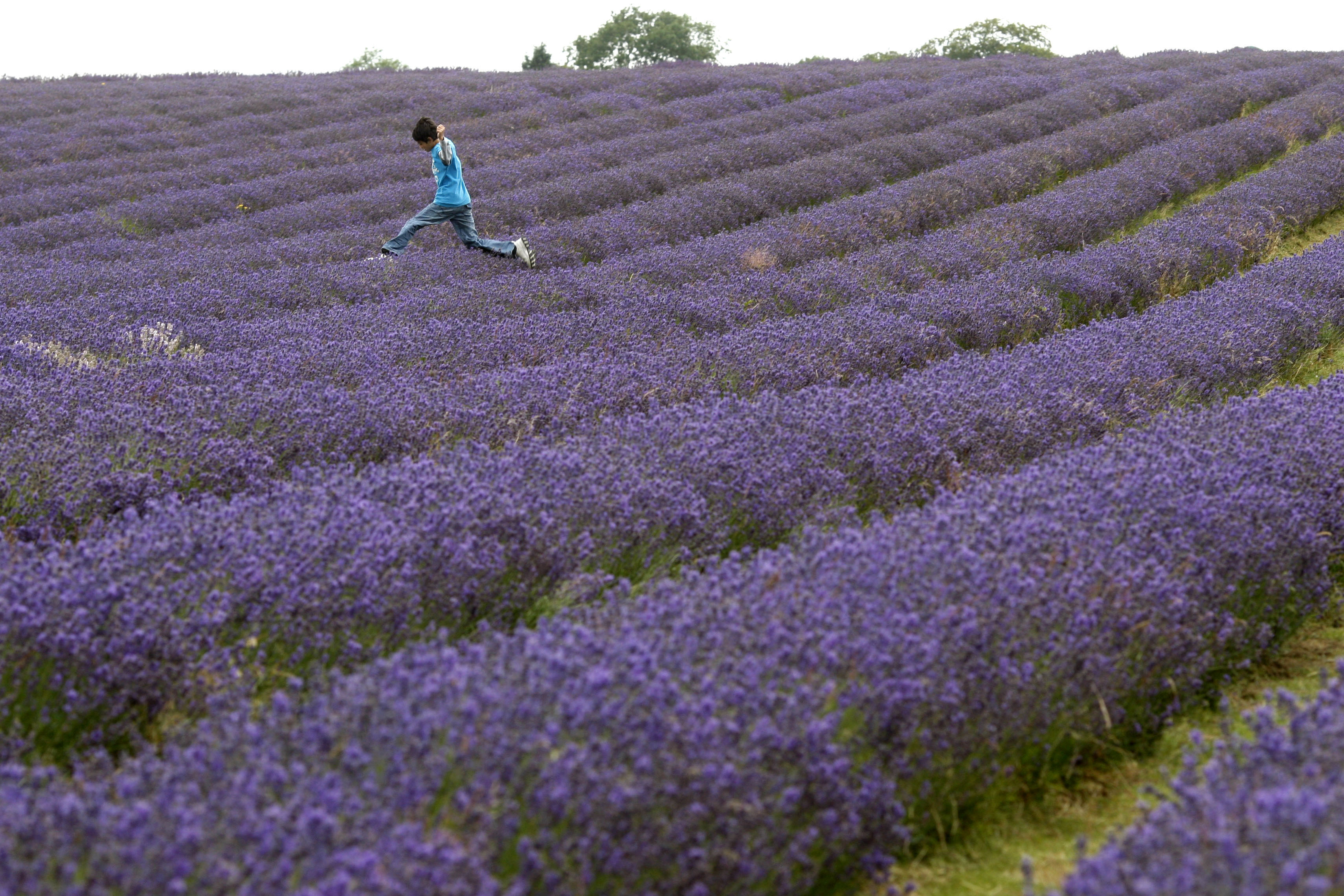 A boy jumps over a row of lavender in a field in Carshalton, south London, Wednesday, July 22, 2009. (AP Photo/Sang Tan)