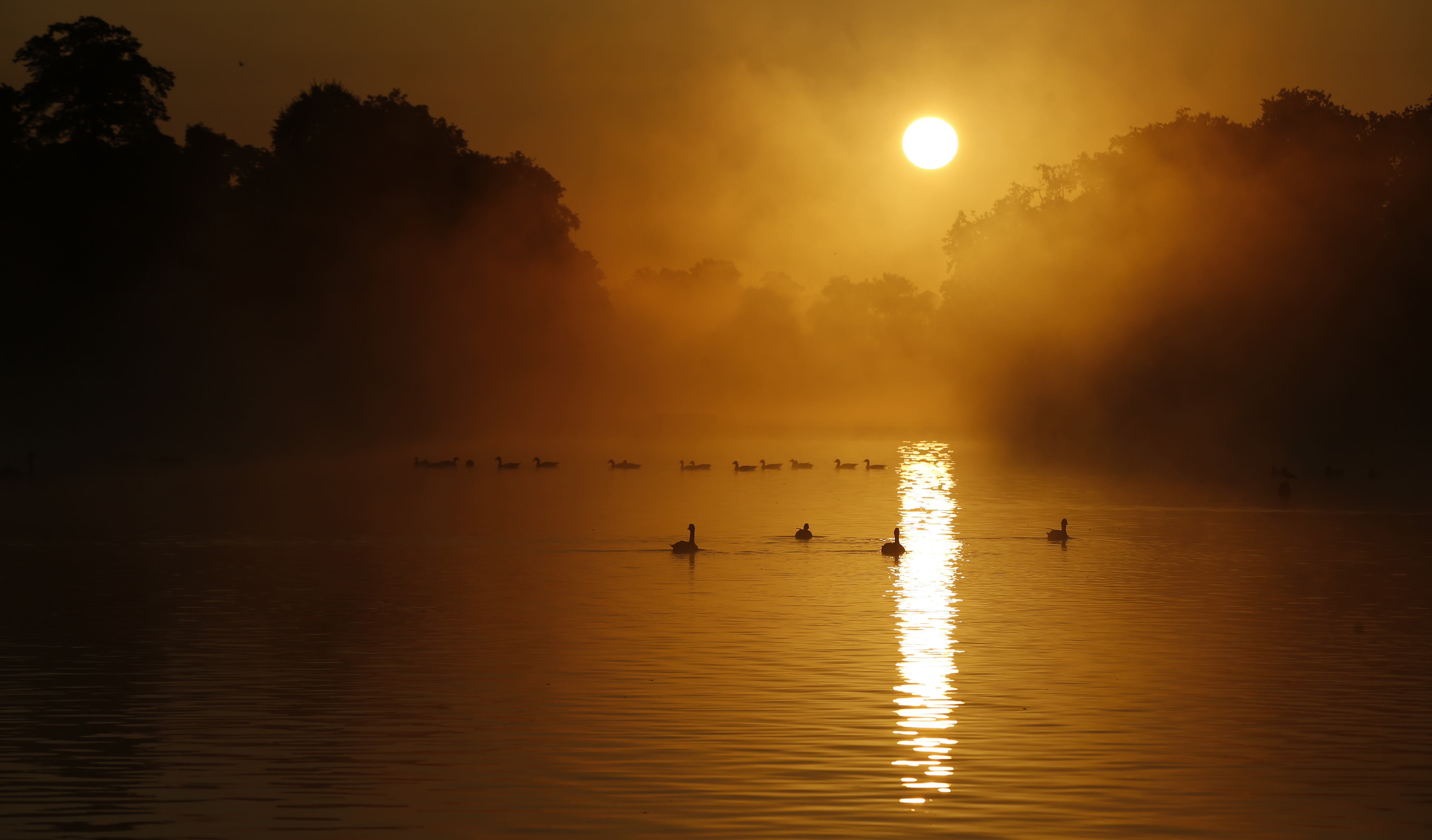 Mute swans and Canadian Geese glide on the mist shrouded Round Pond near Kensington Palace, just after sunrise in London, Thursday, Aug. 31, 2017. (AP Photo/Alastair Grant)