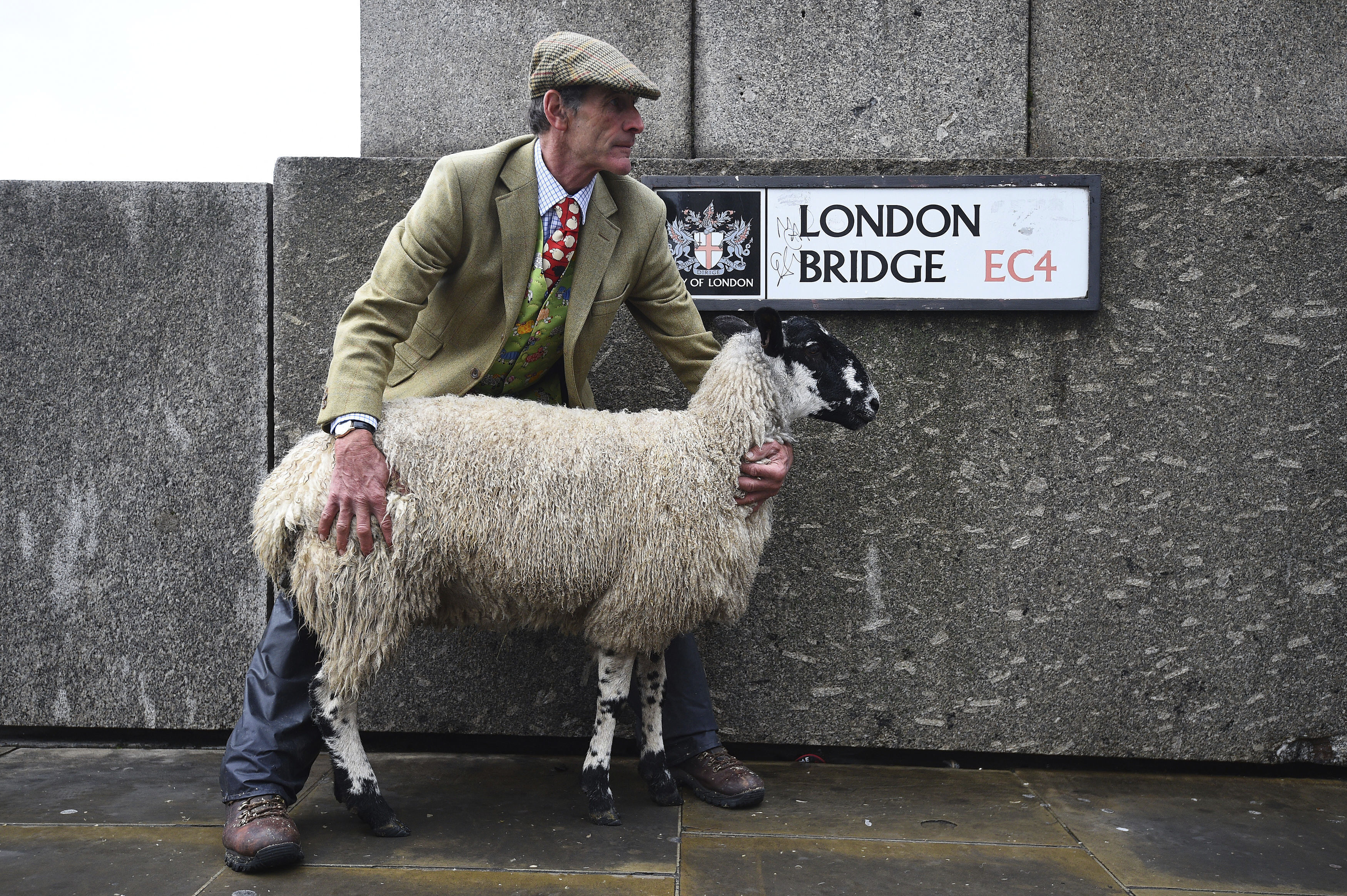 A sheep on London Bridge before being driven across by 600 Freemen of the City of London, London, Sunday, Sept. 29, 2019. The drive is a British tradition dating back hundreds of years and will see more than 600 Freemen of the City of London take up their historic entitlement to drive their sheep over what was once London's only river crossing. (Kirsty O'Connor/PA via AP)