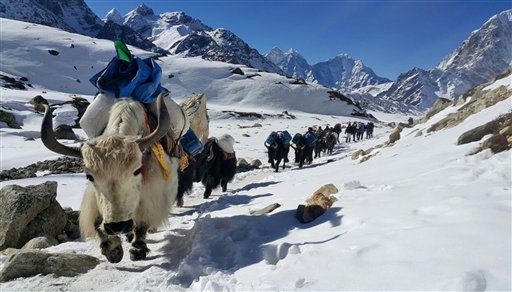 FILE- In this, March 21, 2015 file photo, yaks move towards Everest base camp ferrying supplies as the three-month climbing for the world's tallest mountain begins in March, near Gorakshep, Nepal. Mohan Sapkota, a spokesman for the Himalayan country's ministry of tourism said Tuesday, Sept. 29, 2015, that Nepal is considering placing age and fitness limits for people who want to climb Mount Everest. Last week Japanese climber Nobukazu Kuriki, who had lost nine fingers to frostbite, abandoned his fifth unsuccessful attempt to scale Everest. Everest climbing permits earn the impoverished nation millions of dollars but the government has come under criticism after a series of disasters over the last few years. (AP Photo/Tashi Sherpa, file)