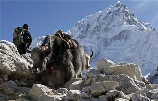Yaks make their way past a trekker on the way to Everest Base Camp near Gorakshep, Nepal, Saturday, Oct. 24, 2015. Earlier in August, Nepal announced the opening of Mount Everest to climbers for the first time since an earthquake-triggered avalanche in April killed 19 mountaineers and ended the popular spring climbing season. Since April's earthquake, which killed nearly 9,000 people, Nepal has been desperate to bring back the tens of thousands of tourists who enjoy trekking the country's mountain trails and climbing its Himalayan peaks. (AP Photo/Tashi Sherpa)