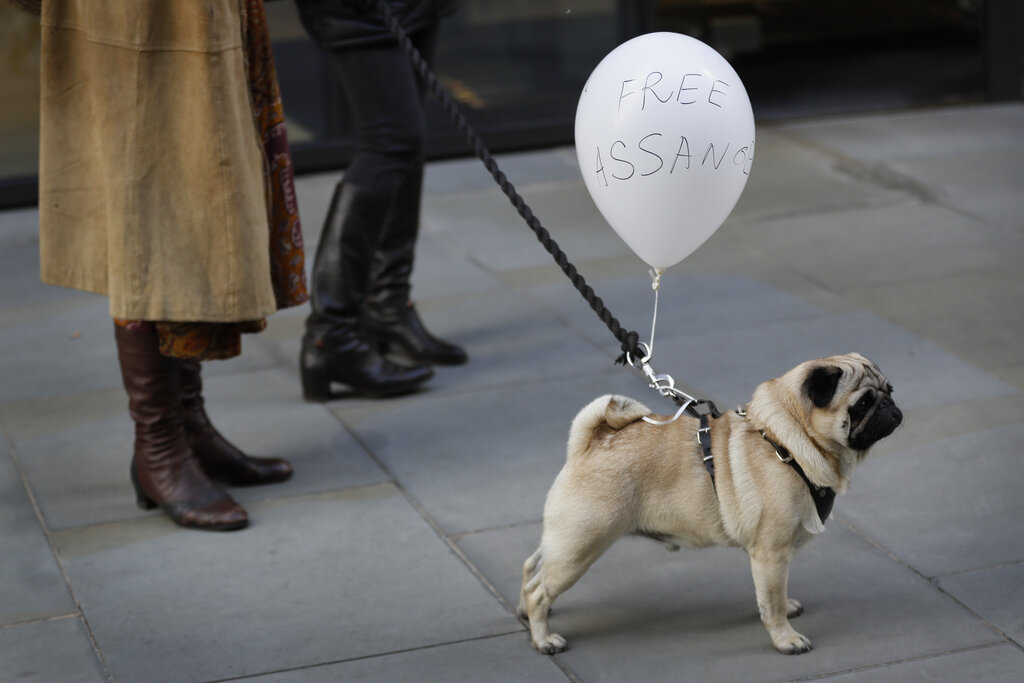 A dog wears a Free Assange balloon as he stands with demonstrators outside the Old Bailey in London, Thursday, Oct. 1, 2020, as the Julian Assange extradition hearing to the US ended, with a result expected later in the year. (AP Photo/Kirsty Wigglesworth)