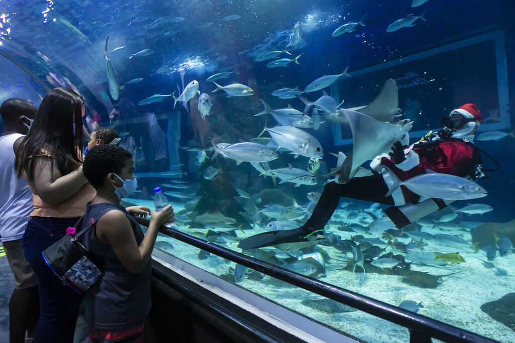 Visitors watch aquarist Felipe Luna dressed in a Santa Claus costume swim inside a tank at the AquaRio aquarium in Rio de Janeiro, Brazil, Saturday, Dec. 12, 2020.  To raise awareness of the importance of protecting marine life, staff dressed as Santa Claus will dive daily to feed the sharks until Christmas Day. (AP Photo/Bruna Prado)