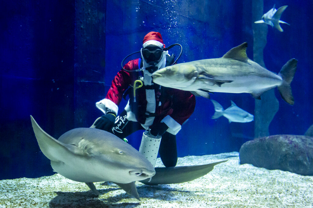 Aquarist Felipe Luna dressed in a Santa Claus costume swims with sharks at the AquaRio aquarium in Rio de Janeiro, Brazil, Saturday, Dec. 12, 2020.  To raise awareness of the importance of protecting marine life, staff dressed as Santa Claus will dive daily to feed the sharks until Christmas Day. (AP Photo/Bruna Prado)
