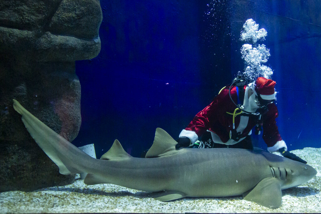 Aquarist Felipe Luna dressed in a Santa Claus costume pets a shark at the AquaRio aquarium in Rio de Janeiro, Brazil, Saturday, Dec. 12, 2020.  To raise awareness of the importance of protecting marine life, staff dressed as Santa Claus will dive daily to feed the sharks until Christmas Day. (AP Photo/Bruna Prado)