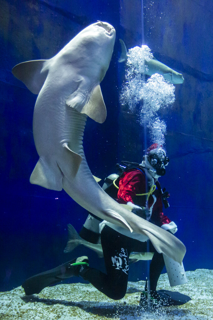 Aquarist Felipe Luna dressed in a Santa Claus costume swims inside a tank at the AquaRio aquarium in Rio de Janeiro, Brazil, Saturday, Dec. 12, 2020.  To raise awareness of the importance of protecting marine life, staff dressed as Santa Claus will dive daily to feed the sharks until Christmas Day. (AP Photo/Bruna Prado)