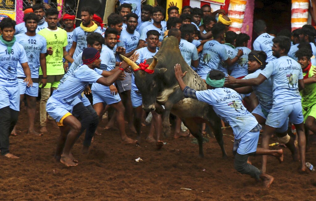 Villagers try to tame a bull during a traditional bull-taming festival called 