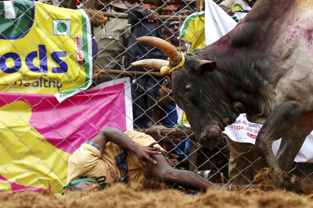 A man falls while trying to tame a bull during a traditional bull-taming festival called 