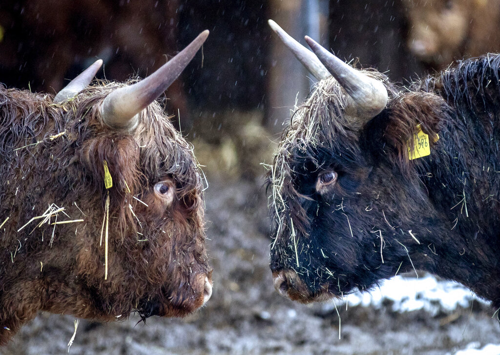 Highland cattle face each other in their enclosure in Waldems near Frankfurt, Germany, Wednesday, Jan. 27, 2021. (AP Photo/Michael Probst)