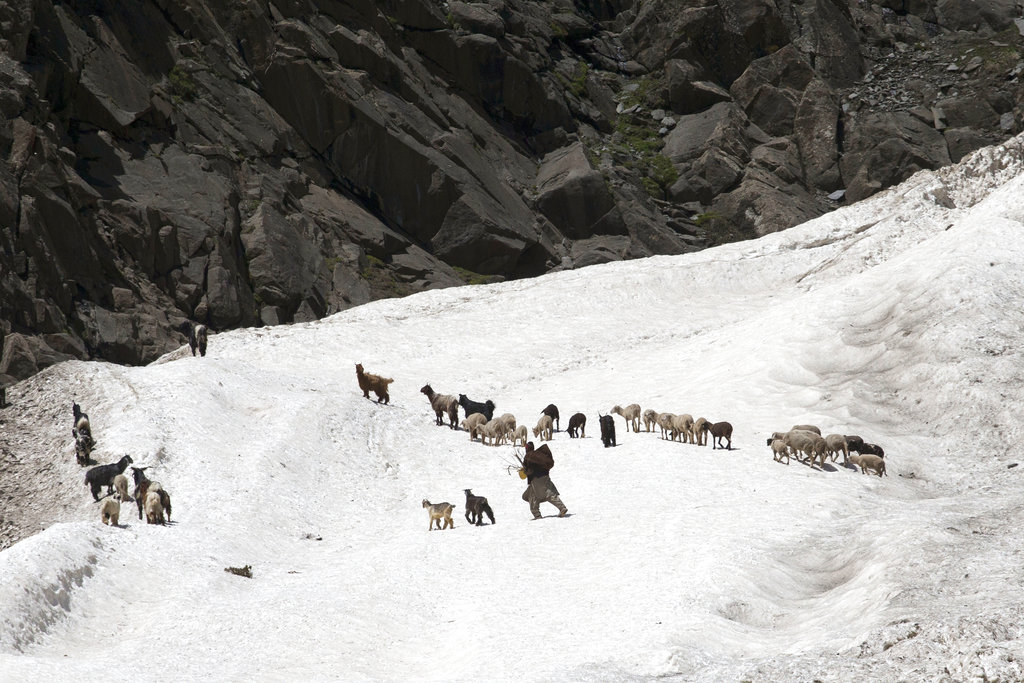 FILE - In this May 20, 2015 file photo Kashmiri nomad tends to his heard of sheep and goats as he crosses a glacier near Dubgan, 70 kilometers (43 miles) south of Srinagar, India,  Scientists say a third of the ice stored in Asia’s glaciers will be lost by the end of the century even if global warming stays below 1.5 degrees Celsius. Bakarwals are nomadic herders of India's Jammu-Kashmir state who wander in search of good pastures for their cattle. Every year in April-May more than one hundred thousand people from the nomadic Bakarwal tribes arrive in the meadows of Kashmir and parts of Ladakh from areas of the Jammu region with their flocks of cattle and sheep. After crossing snowy mountains with their cattle and belongings, Kashmir valley's lush green meadows become their home from April to September, after which they begin their return journey. This seasonal shifting of 