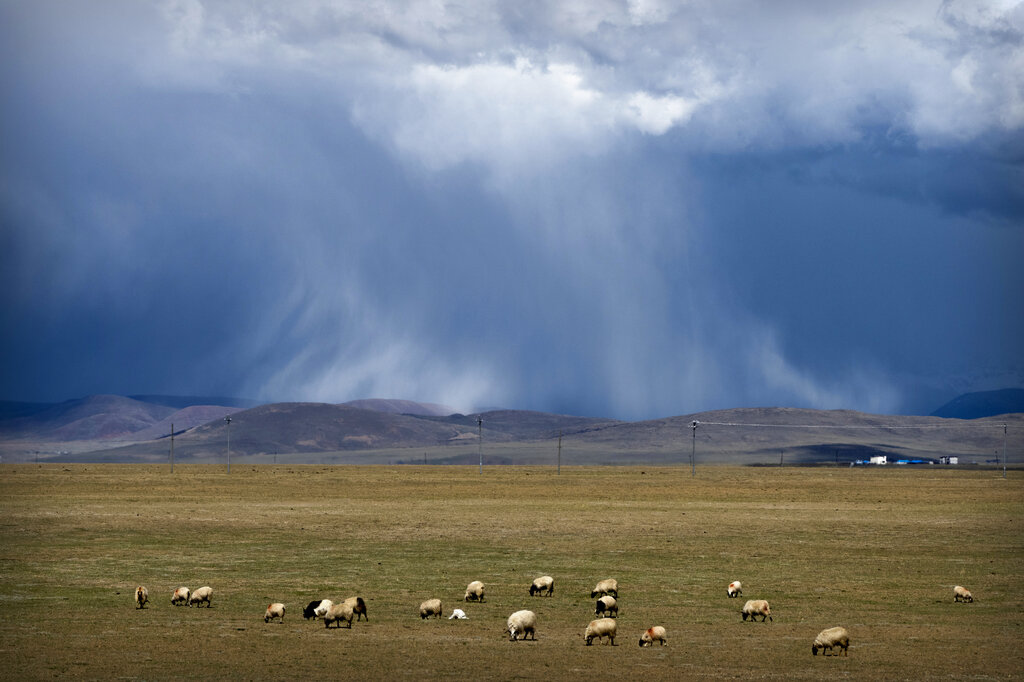 Sheep graze on the Tibetan plateau as the sun illuminates a cloudburst in the distance in Namtso in western China's Tibet Autonomous Region, as seen during a government organized visit for foreign journalists, Wednesday, June 2, 2021. (AP Photo/Mark Schiefelbein)