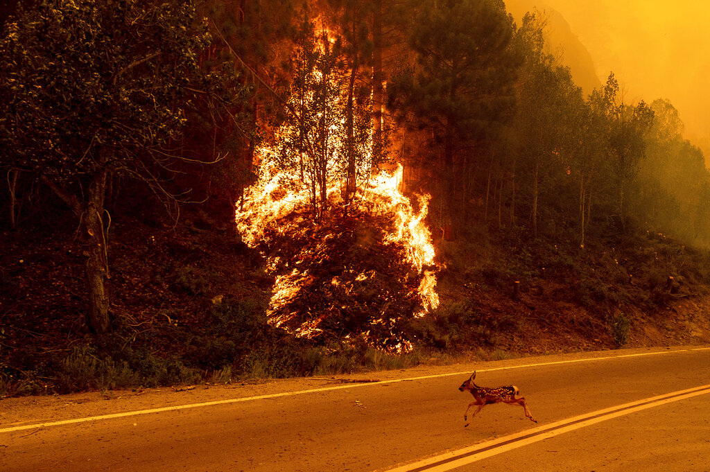 An animal sprints across a road as the Sugar Fire, part of the Beckwourth Complex Fire, burns in Plumas National Forest, Calif., on Thursday, July 8, 2021. (AP Photo/Noah Berger)
