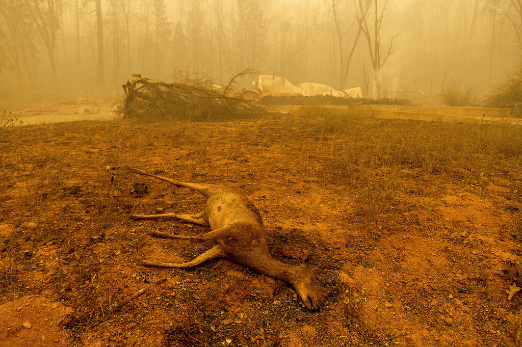 The body of a deer lies in front of a home destroyed by the Dixie Fire in the Greenville community of Plumas County, Calif., Friday, Aug. 6, 2021. (AP Photo/Noah Berger)