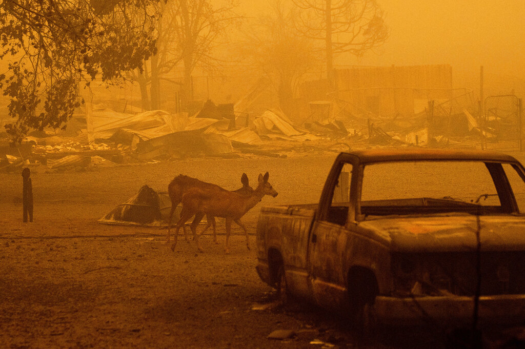 Deer wander among homes and vehicles destroyed by the Dixie Fire in the Greenville community of Plumas County, Calif., Friday, Aug. 6, 2021. (AP Photo/Noah Berger)