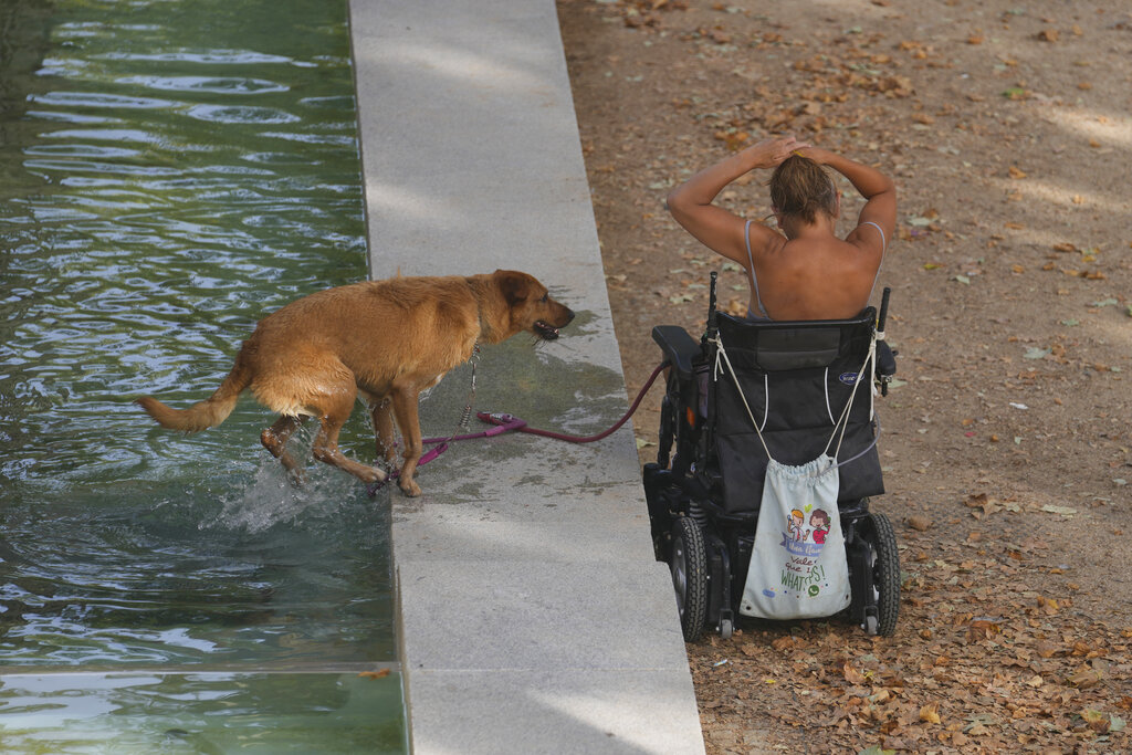 A dog takes a dip to cool down in Madrid, Spain, Wednesday, Aug. 11, 2021. Madrid registered around 38 degrees Celsius (100.4 fahrenheit) Wednesday as Spain and Portugal brace for temperatures above 40 degrees Celsius (104 degrees Fahrenheit) in coming days, as a mass of hot, dry air from Africa moves north into the Iberian peninsula. (AP Photo/Paul White)