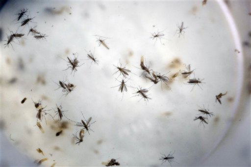 Zanzare che veicolano il virus