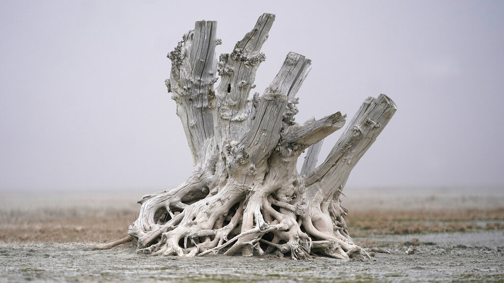 A lone dead tree stump stands as dust blows along the receding edge of the Great Salt Lake on April 19, 2021, near Antelope Island, Utah. The lake has been shrinking for years, and a drought gripping the American West could make this year the worst yet. (AP Photo/Rick Bowmer)