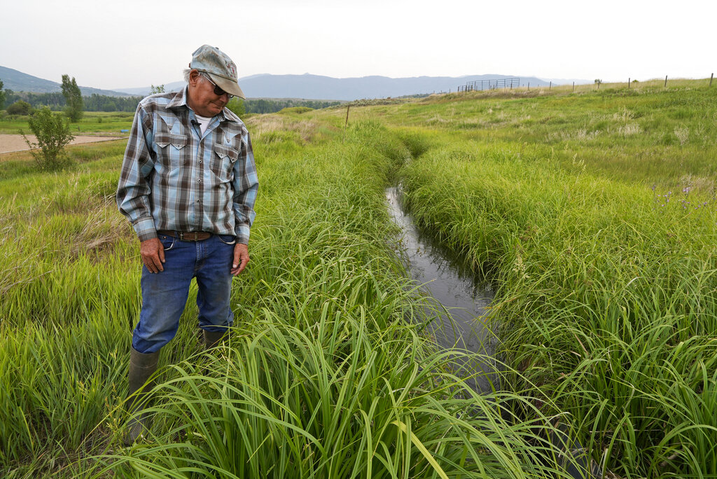 Rancher Jim Stanko checks the water level of an irrigation ditch, Tuesday, July 13, 2021, on his ranch near Steamboat Springs, Colo. Stanko said that due to drought conditions this year, if he can't harvest enough hay to feed his cattle, he may need to sell off some of his herd. (AP Photo/Brittany Peterson)