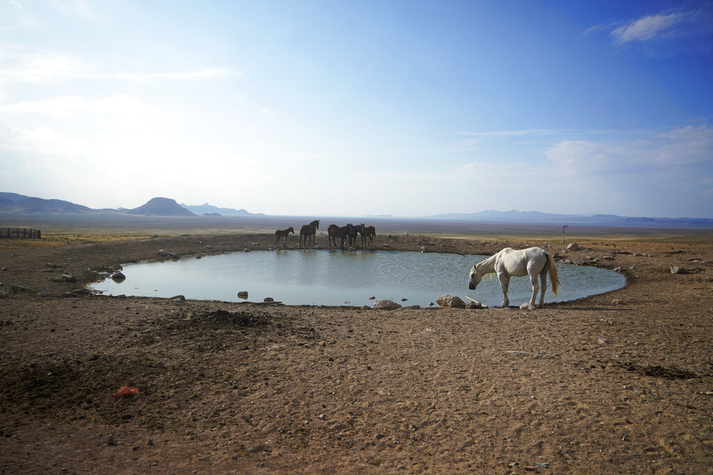 Wild horses gather around a pond at Simpson Springs on July 14, 2021, near U.S. Army Dugway Proving Ground, Utah. Horses from this herd were later rounded up as federal land managers increased the number of horses removed from the range during an historic drought. They say it's necessary to protect the parched land and the animals themselves, but wild-horse advocates accuse them of using the conditions as an excuse to move out more of the iconic animals to preserve cattle grazing. (AP Photo/Rick Bowmer)
