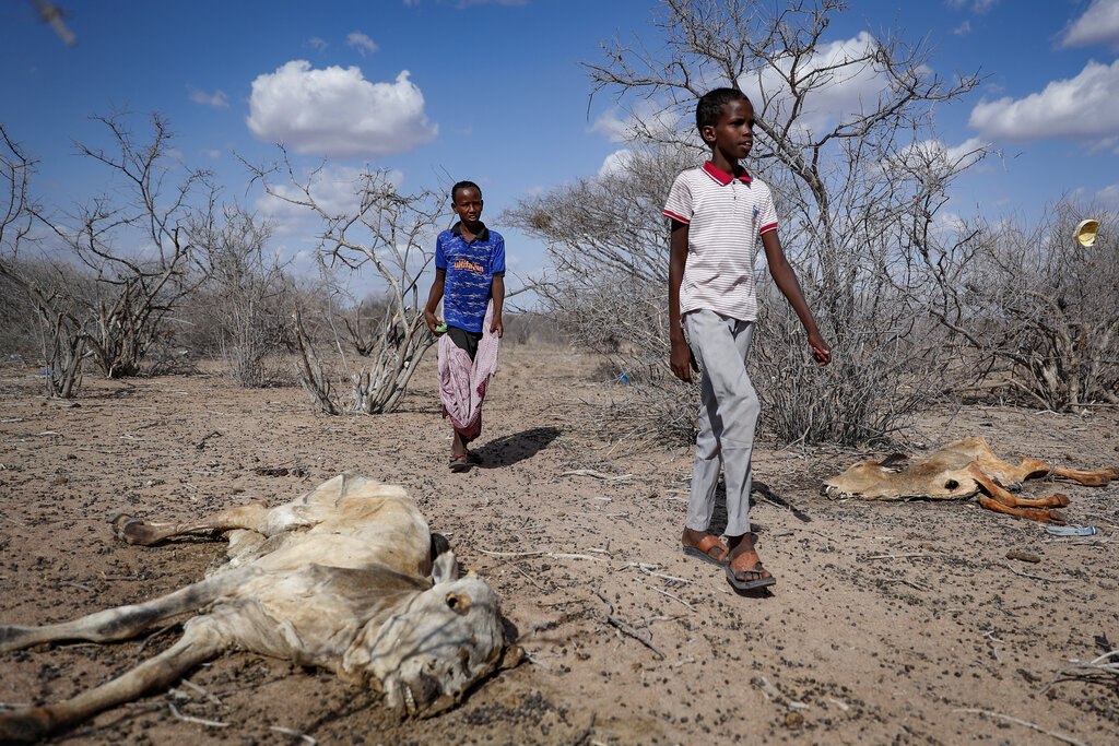 The children of herders walk past cattle carcasses in the desert near Dertu, Wajir County, Kenya Sunday, Oct. 24, 2021. As world leaders address a global climate summit in Britain, drought has descended yet again in northern Kenya, the latest in a series of climate shocks rippling through the Horn of Africa. (AP Photo/Brian Inganga)