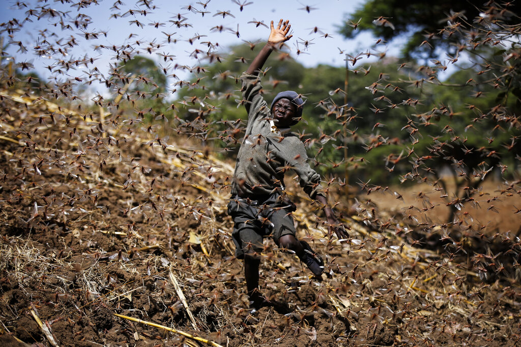 Stephen Mudoga, 12, tries to chase away a swarm of locusts on his farm as he returns home from school, at Elburgon, in Nakuru county, Kenya, on March 17, 2021. (AP Photo/Brian Inganga)